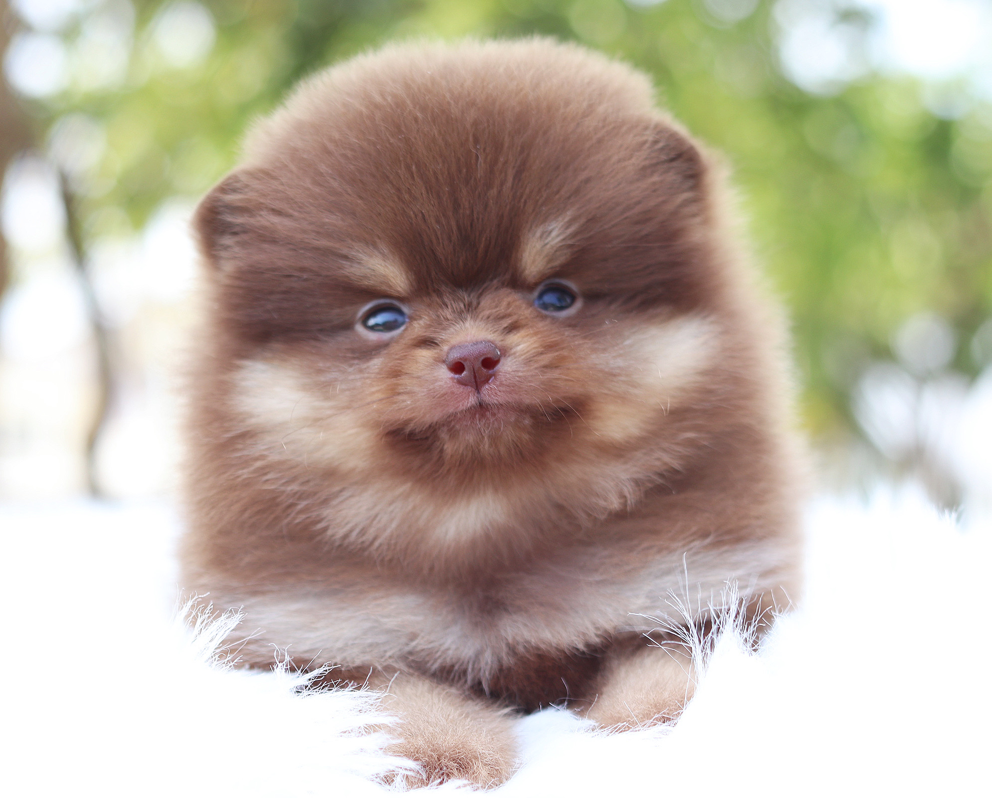 ปอมเมอเรเนียน เพศเมียสีช็อคแทน เกรดโชว์