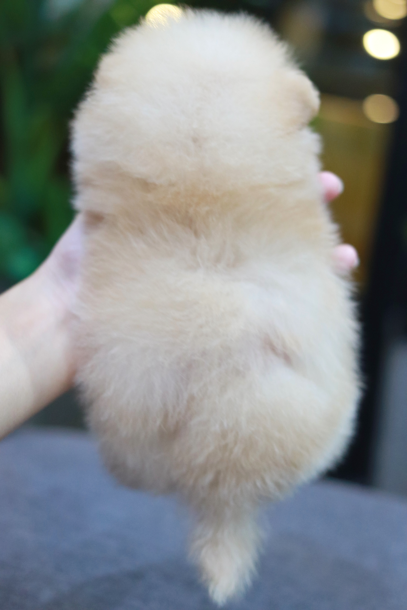 ปอมเมอเรเนียน เพศผู้