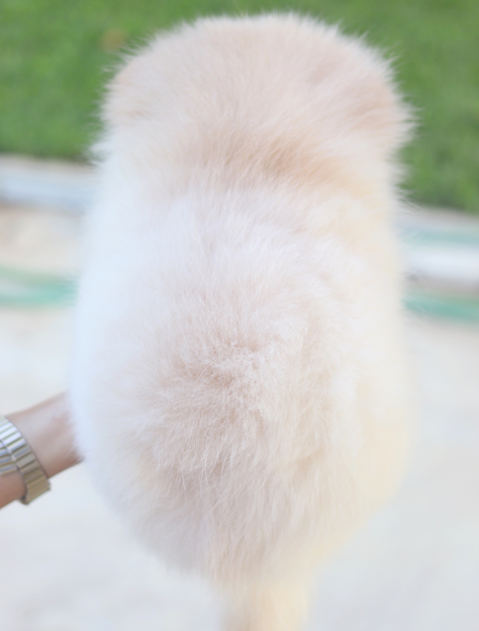 ปอมเมอเรเนียน เพศเมีย สีครีม