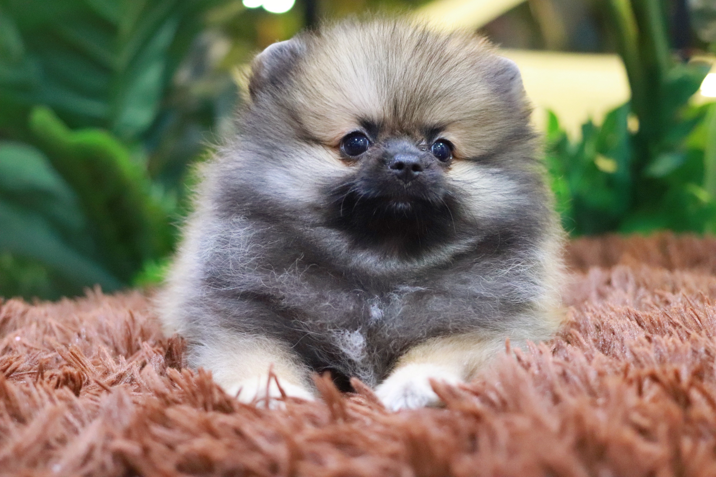 ปอมเมอเรเนียน เพศเมียสีส้ม