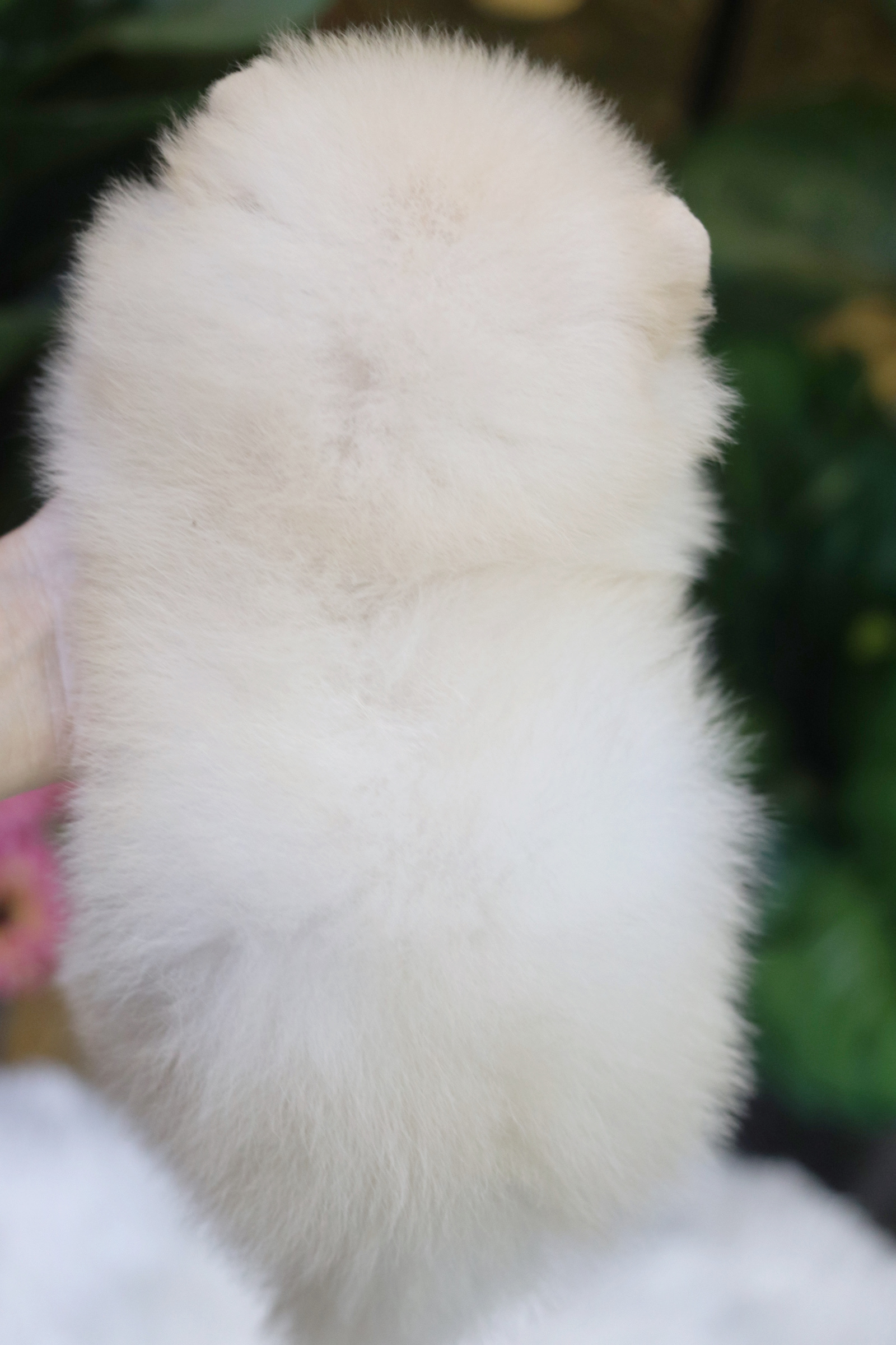 ปอมเมอเรเนียน เพศผู้ สีส้ม