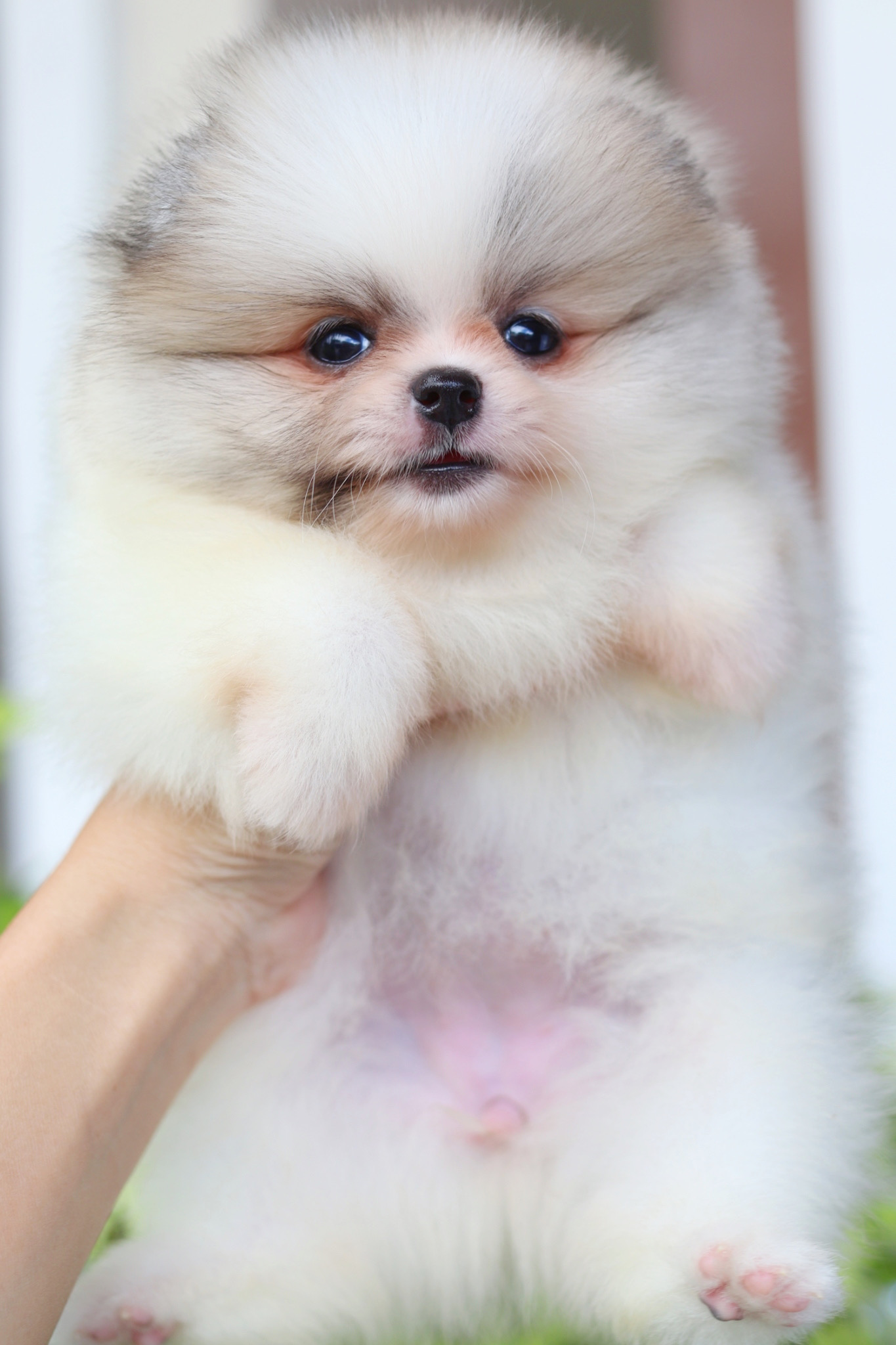 ปอมเมอเรเนียน เพศเมียสีแฟนซี