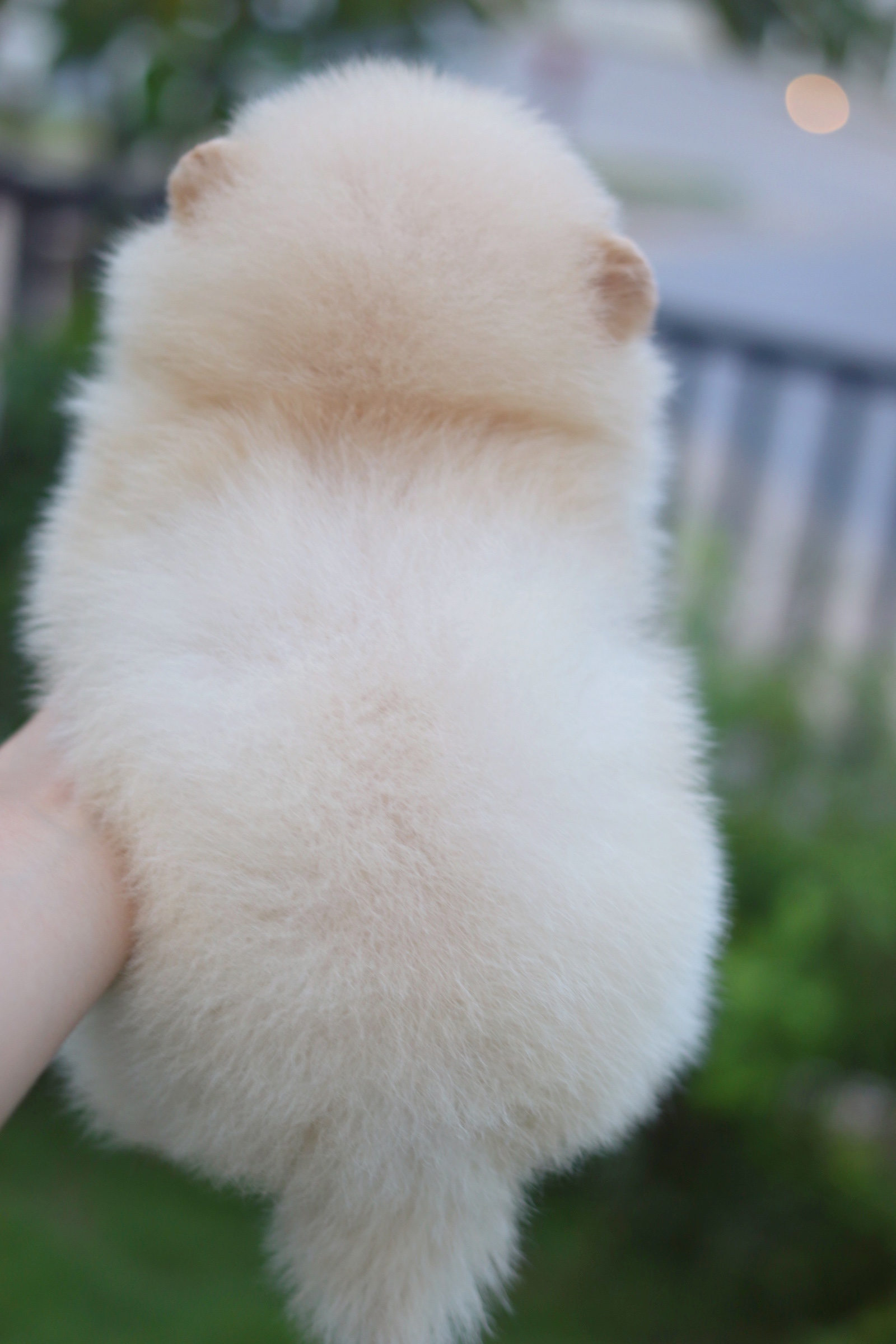 ปอมเมอเรเนียน เพศผู้ สีครีม