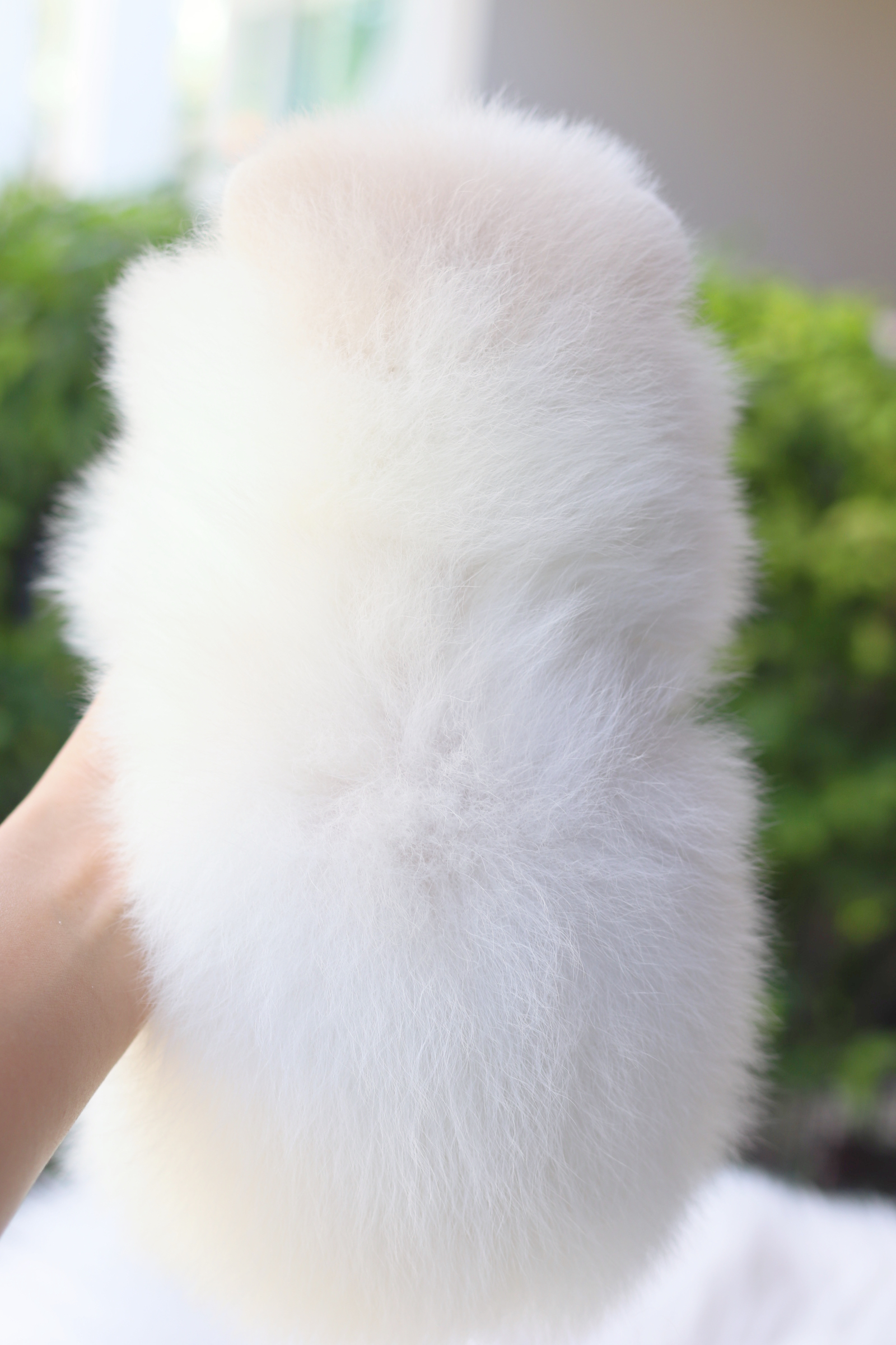 ปอมเมอเรเนียน เพศเมียสีขาวครีม