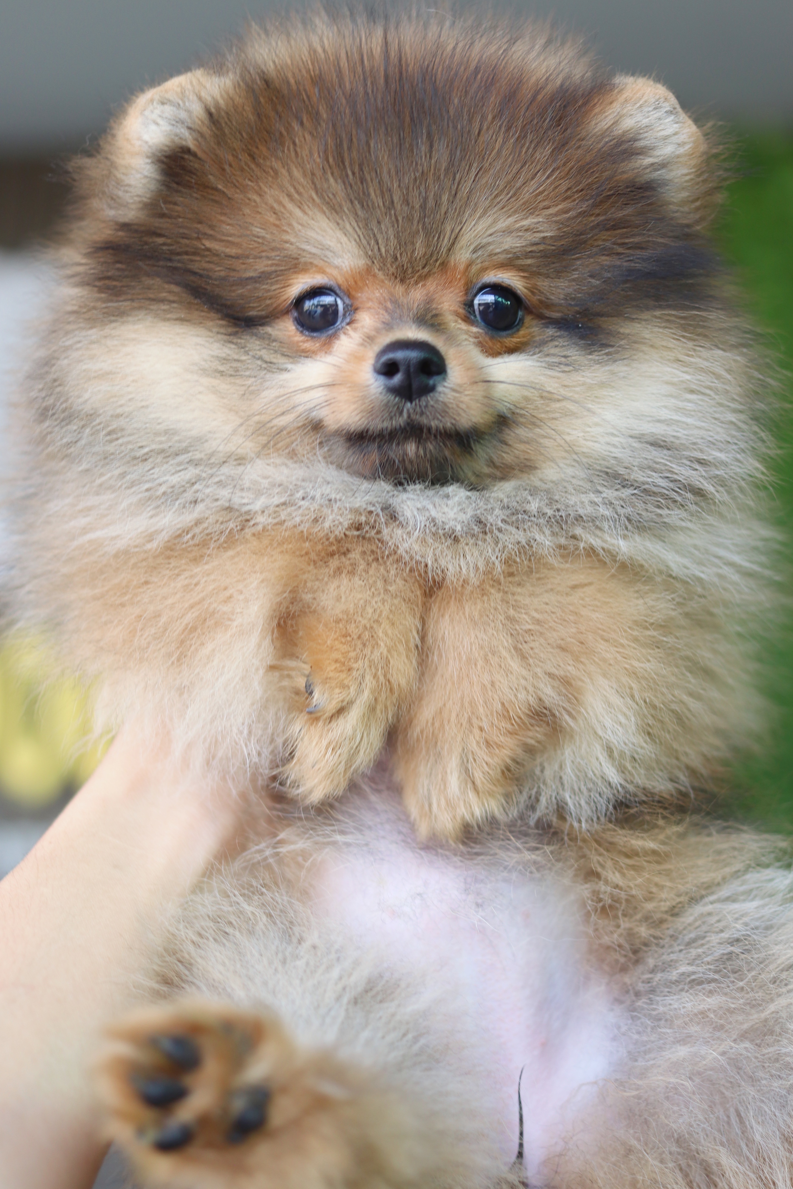 ปอมเมอเรเนียน เพศเมียสีส้ม