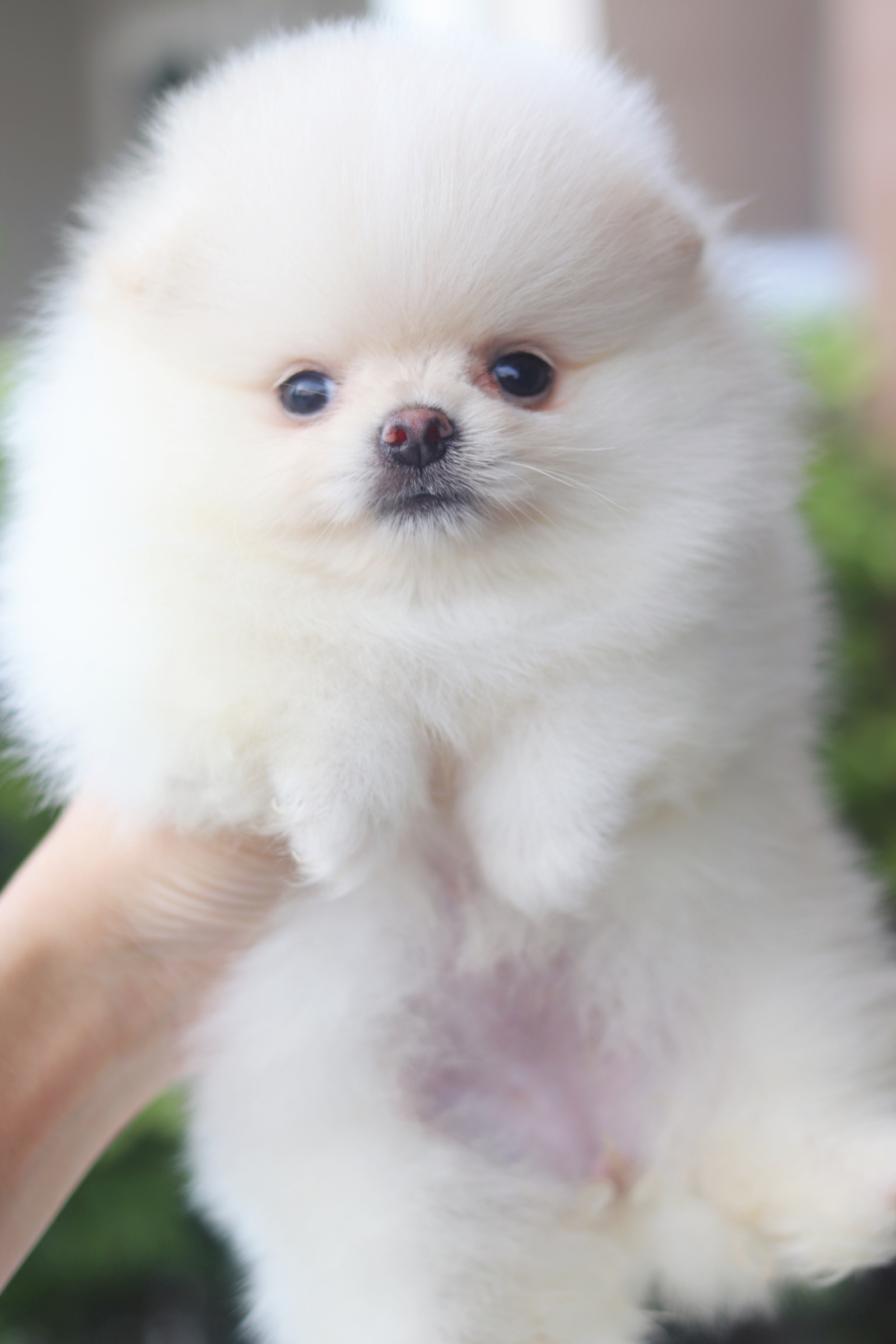 ปอมเมอเรเนียน เพศเมียสีขาวครีมเกรดโชว์