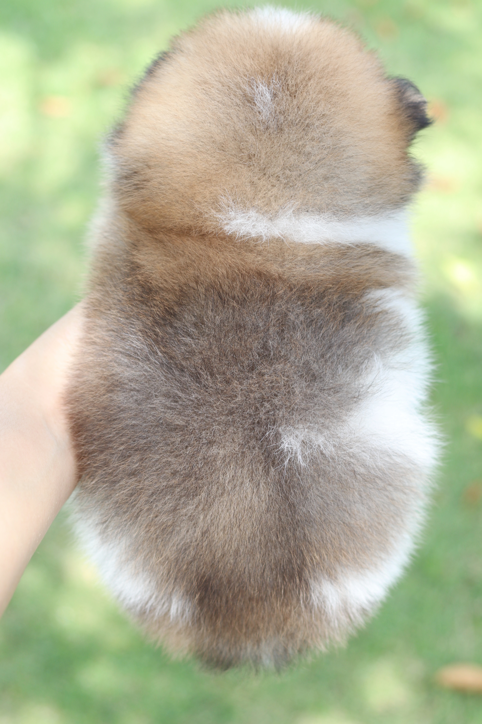 ปอมเมอเรเนียน เพศผู้สีแฟนซี