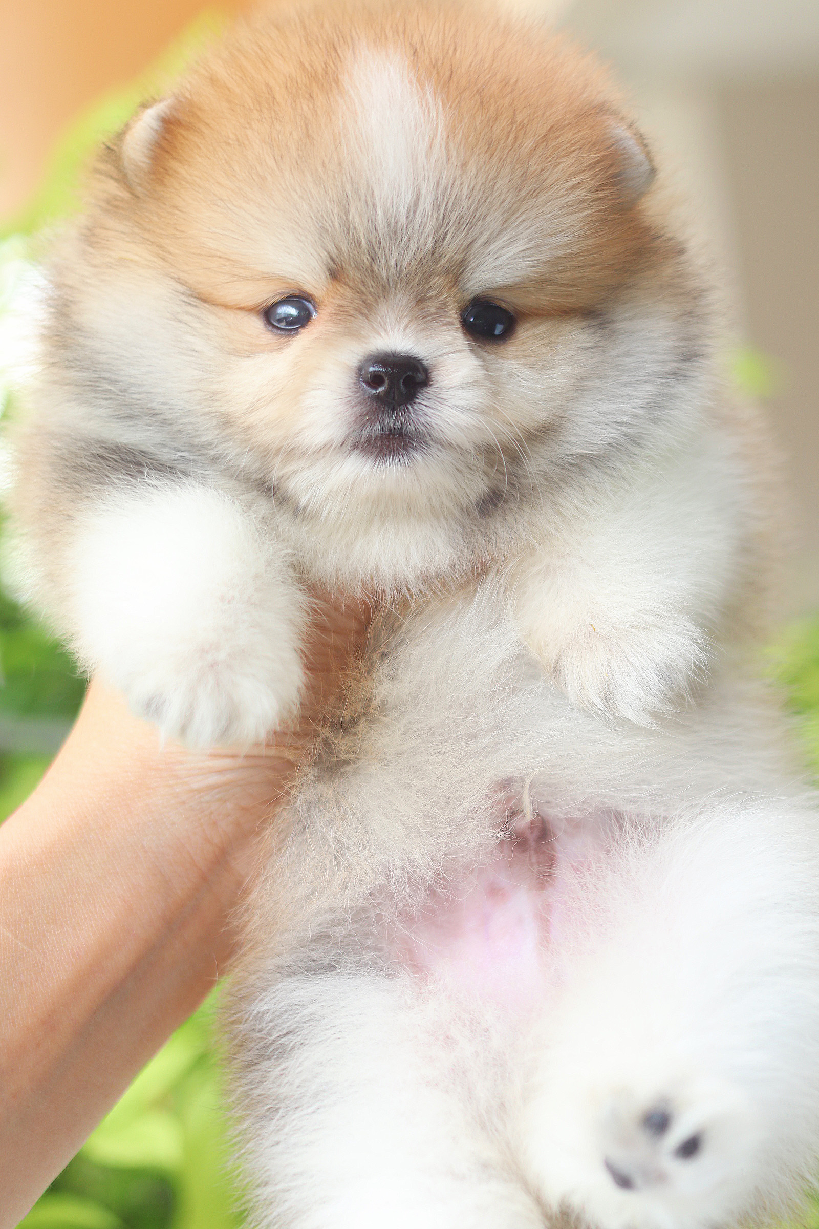 ปอมเมอเรเนียน เพศผู้ สีแฟนซีเกรดโชว์