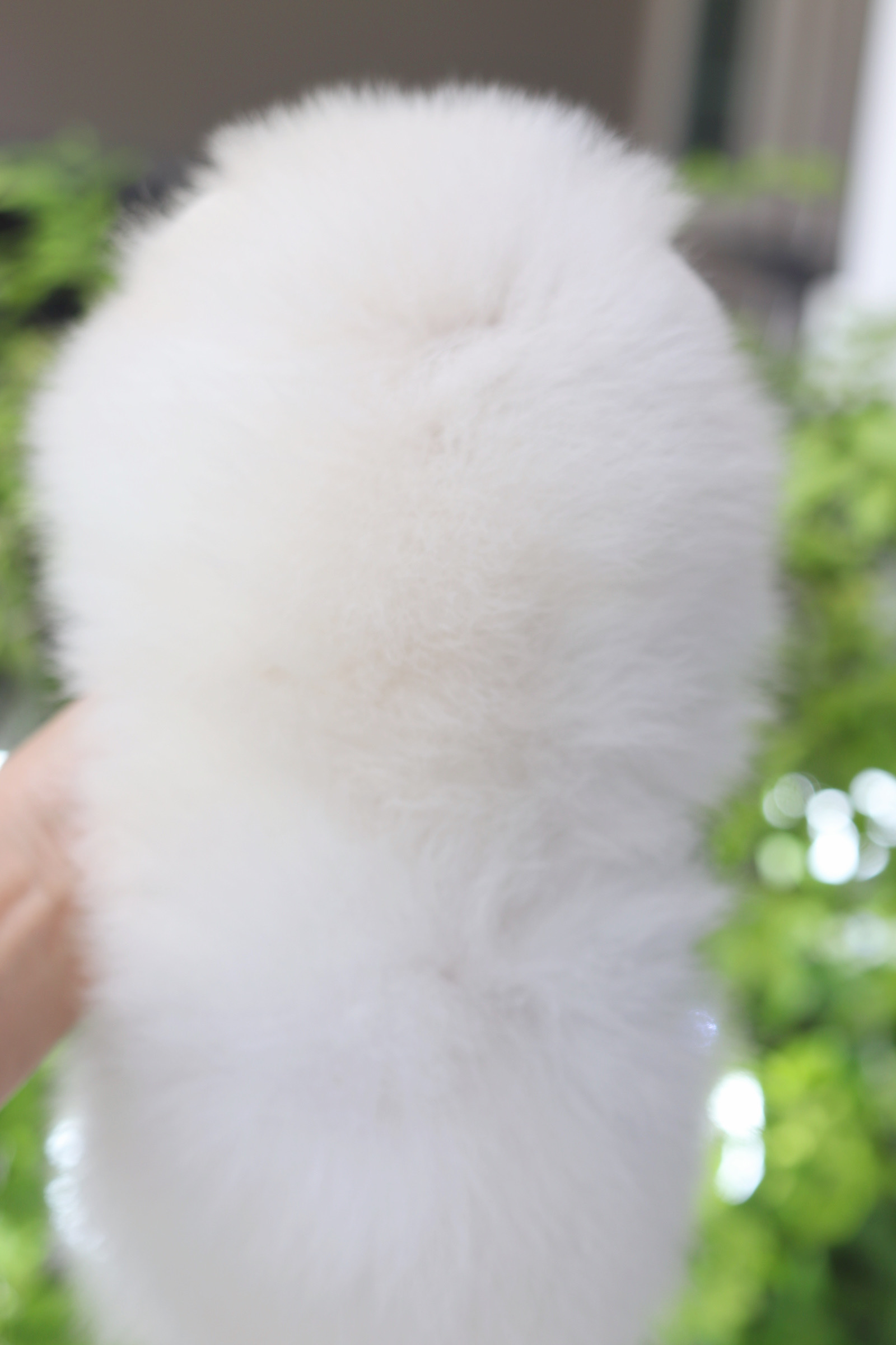 ปอมเมอเรเนียน เพศผู้สีขาวครีมเกรดโชว์