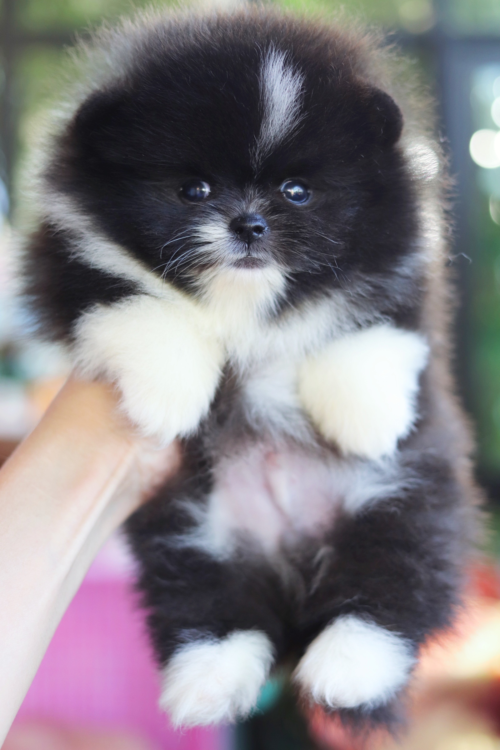 ปอมเมอเรเนียน เพศผู้แฟนซี