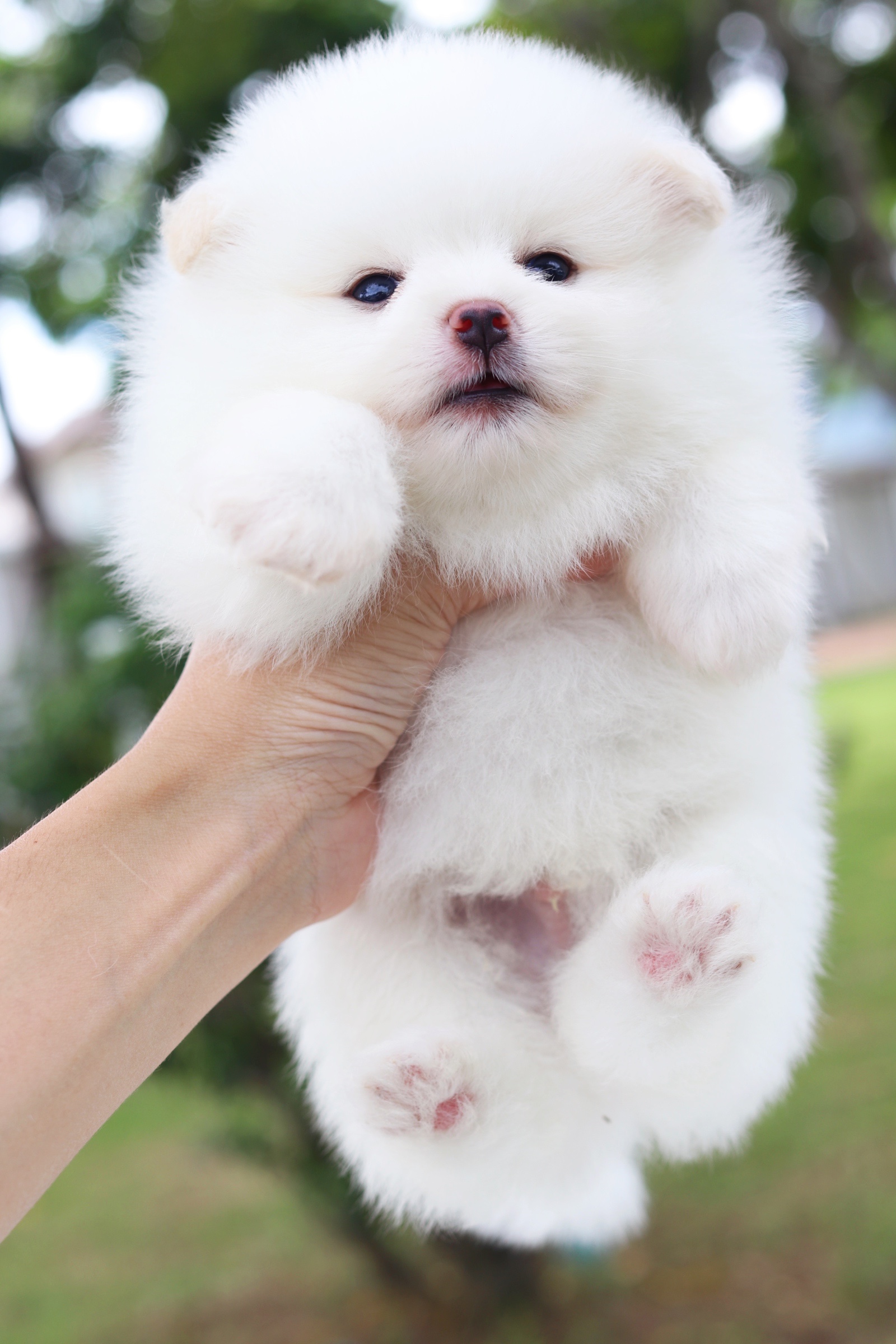 ปอมเมอเรเนียน เพศผู้ สีขาวครีม