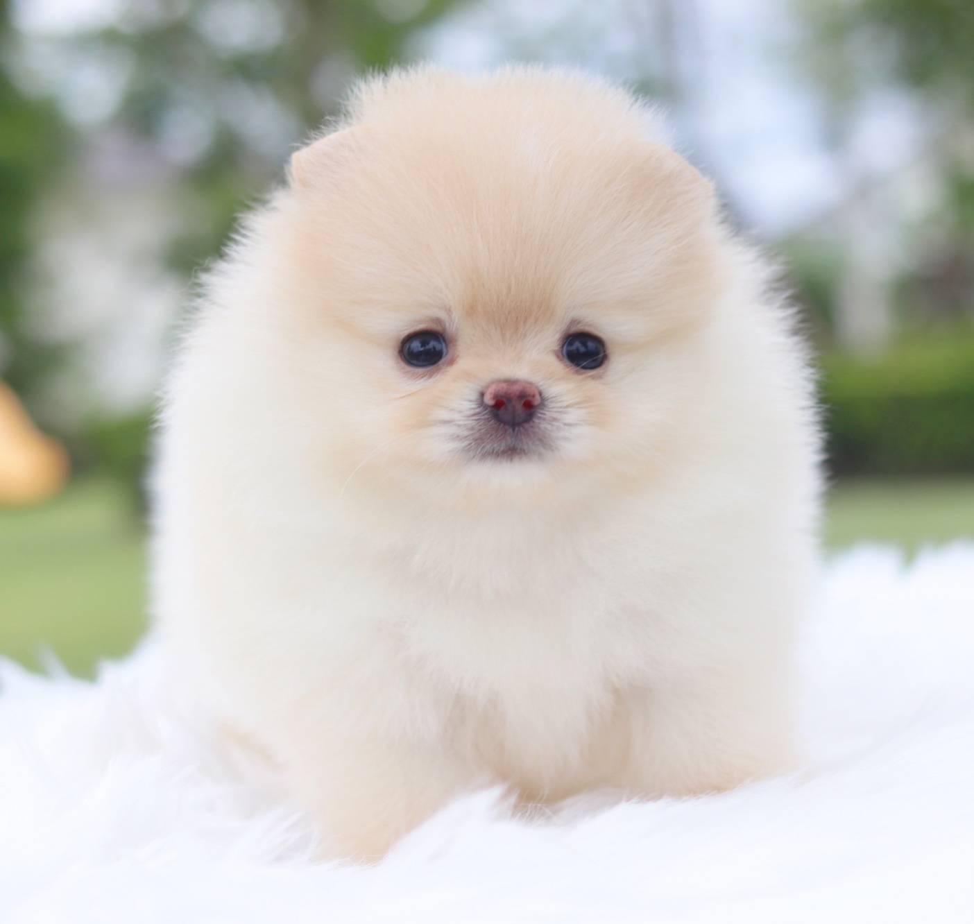 ปอมเมอเรเนียน เพศเมียสีครีม