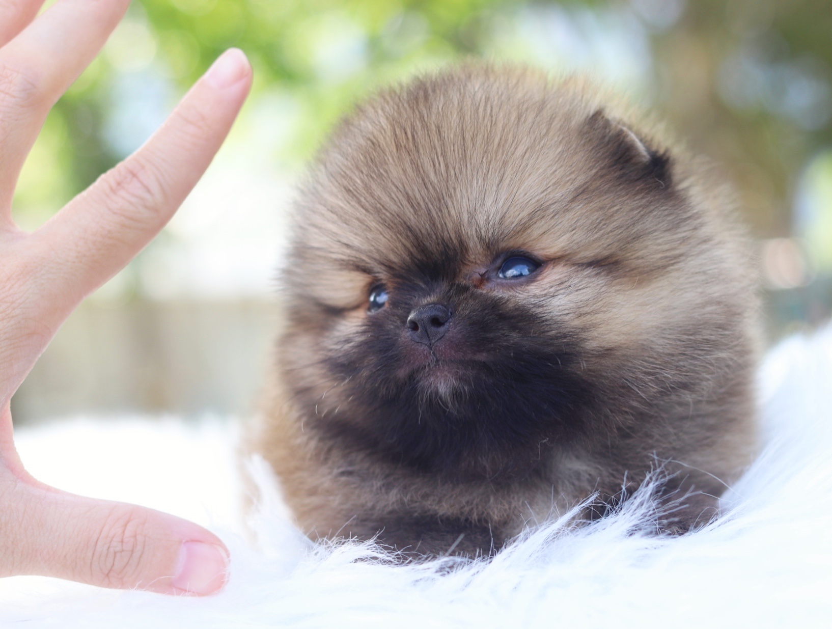 ปอมเมอเรเนียน เพศผู้สีส้ม