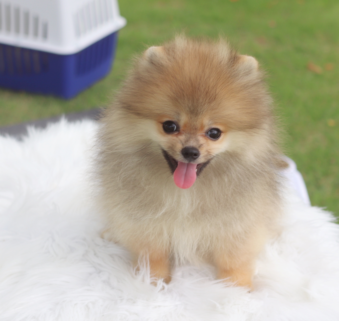 ปอมเมอเรเนียน เพศผู้สีส้ม