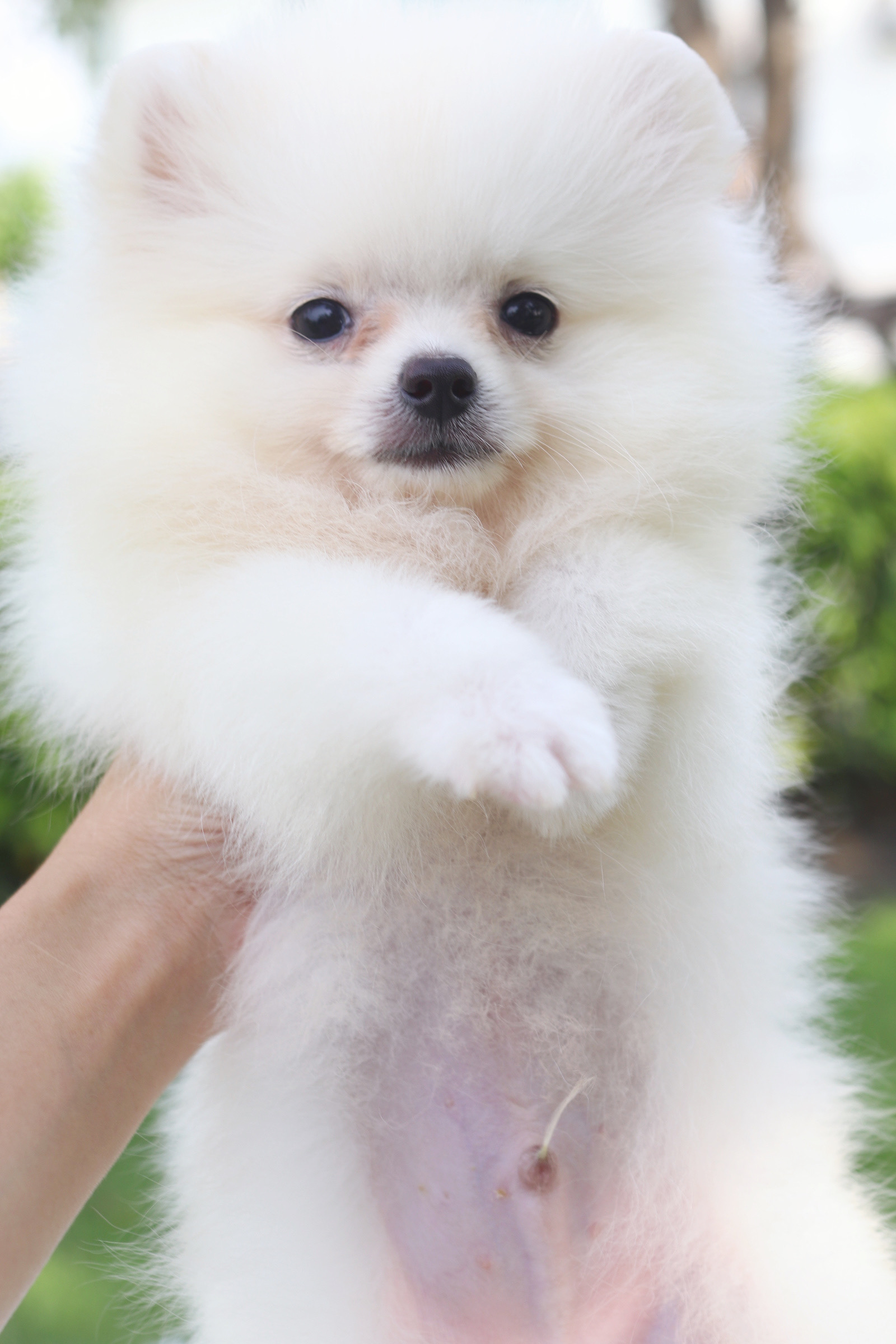 ปอมเมอเรเนียน เพศผู้ สีขาวครีม