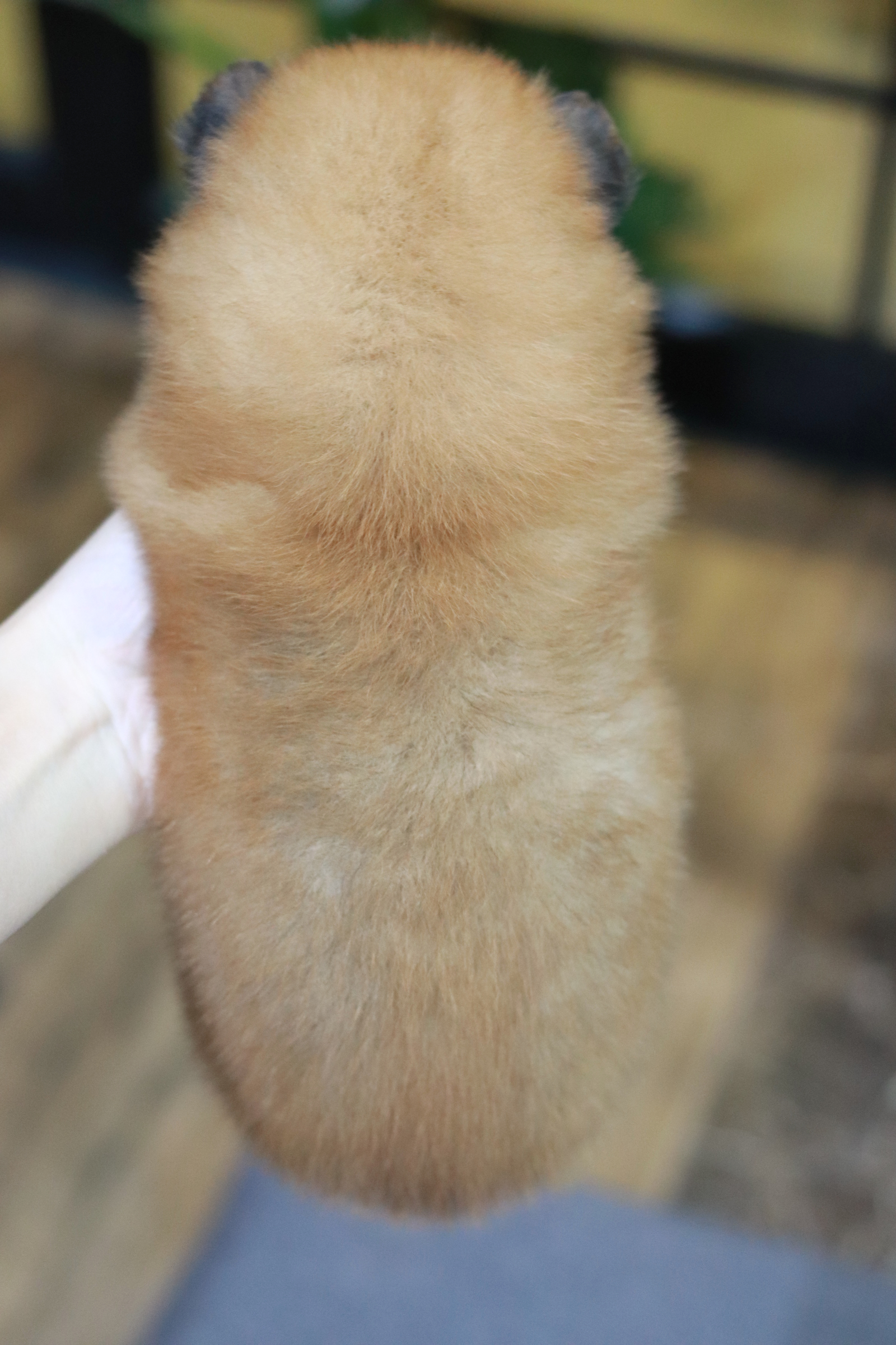 ปอมเมอเรเนียน เพศเมีย หน้าฟ็อก