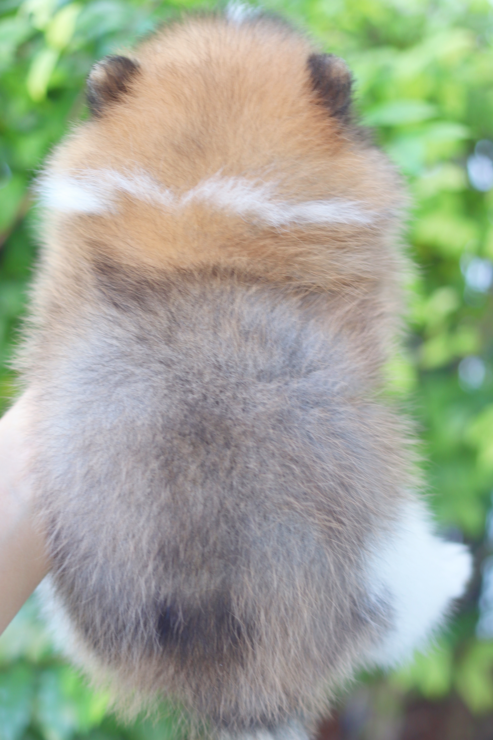 ปอมเมอเรเนียน เพศผู้สีแฟนซี