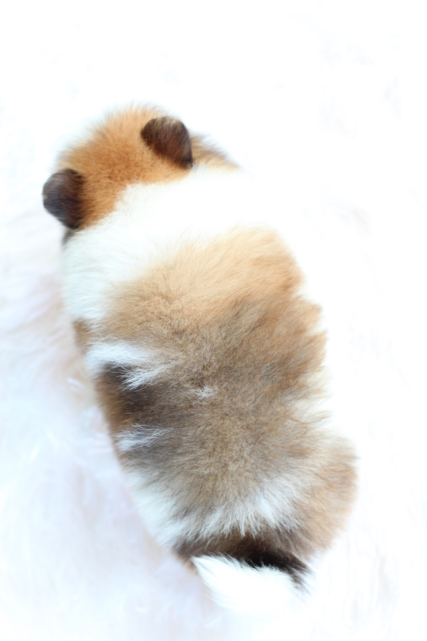 ปอมเมอเรเนียน เพศเมียแฟนซี