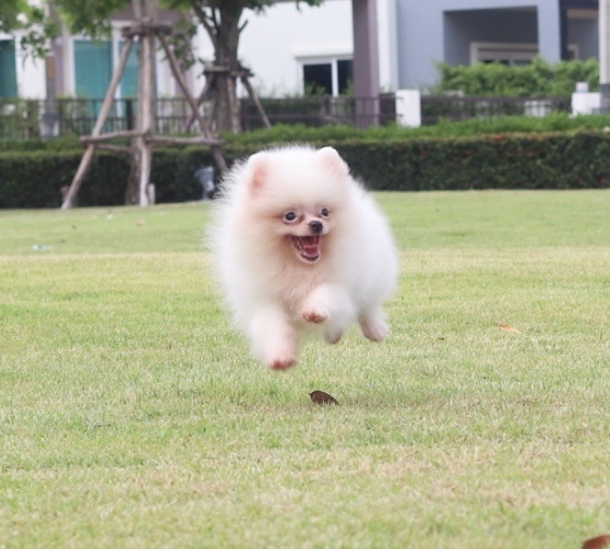 ปอมเมอเรเนียน เพศเมียสีขาวครีม