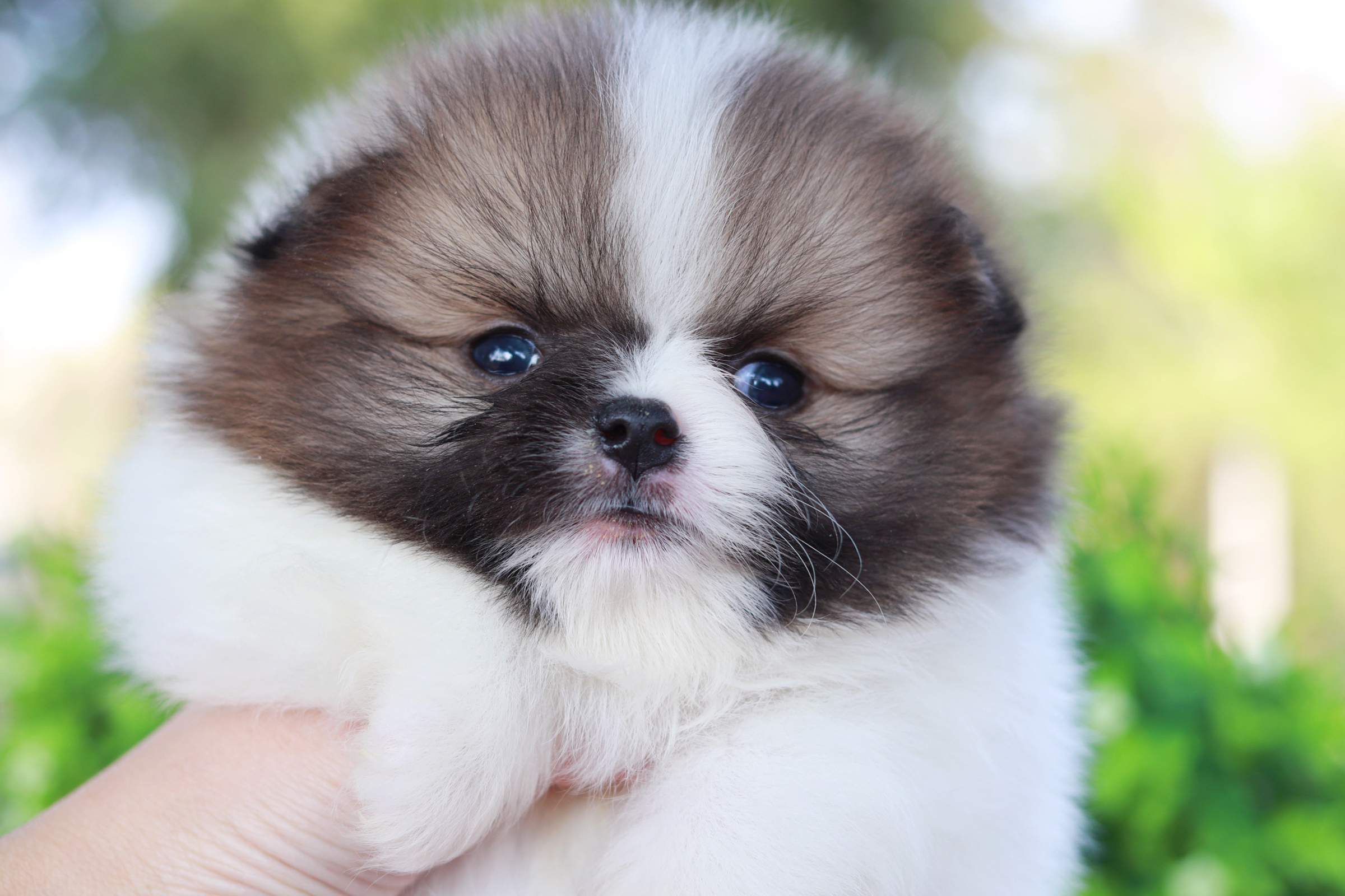 ปอมเมอเรเนียน เพศผู้แฟนซี