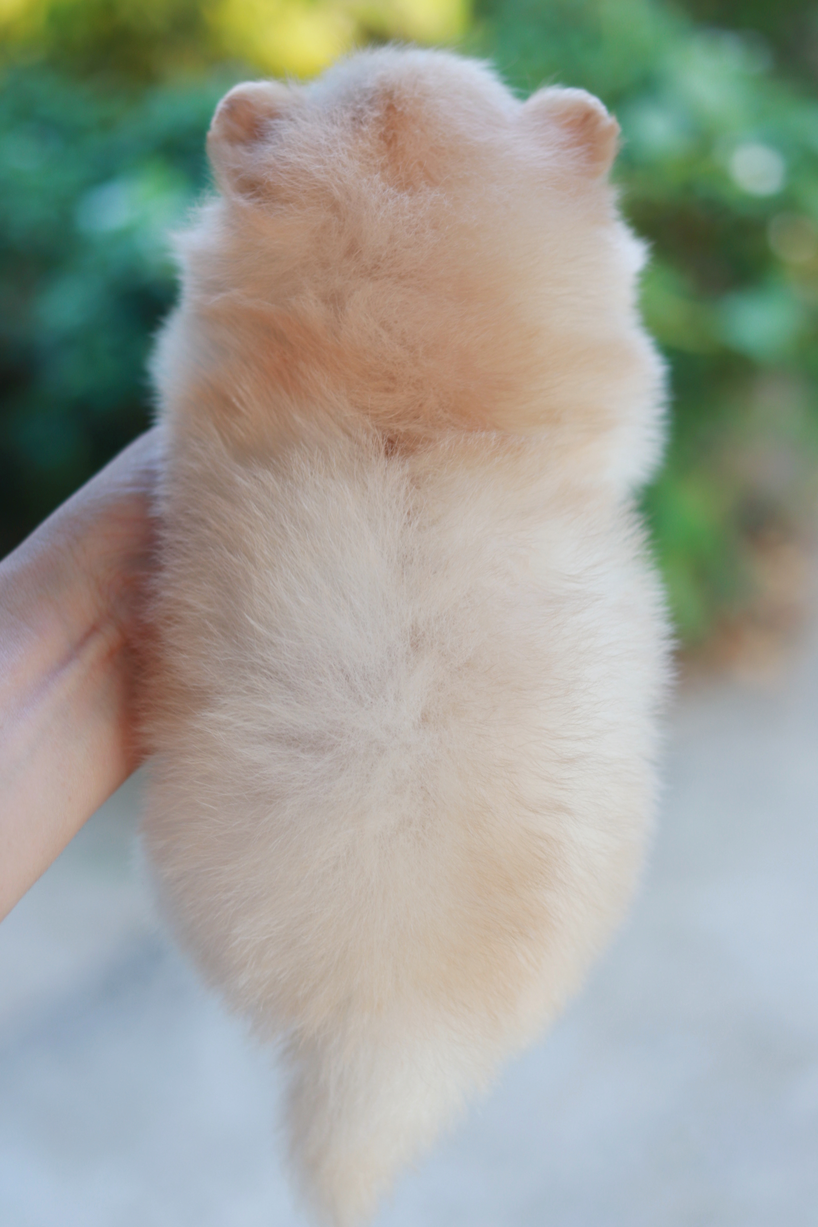 ปอมเมอเรเนียน เพศเมีย