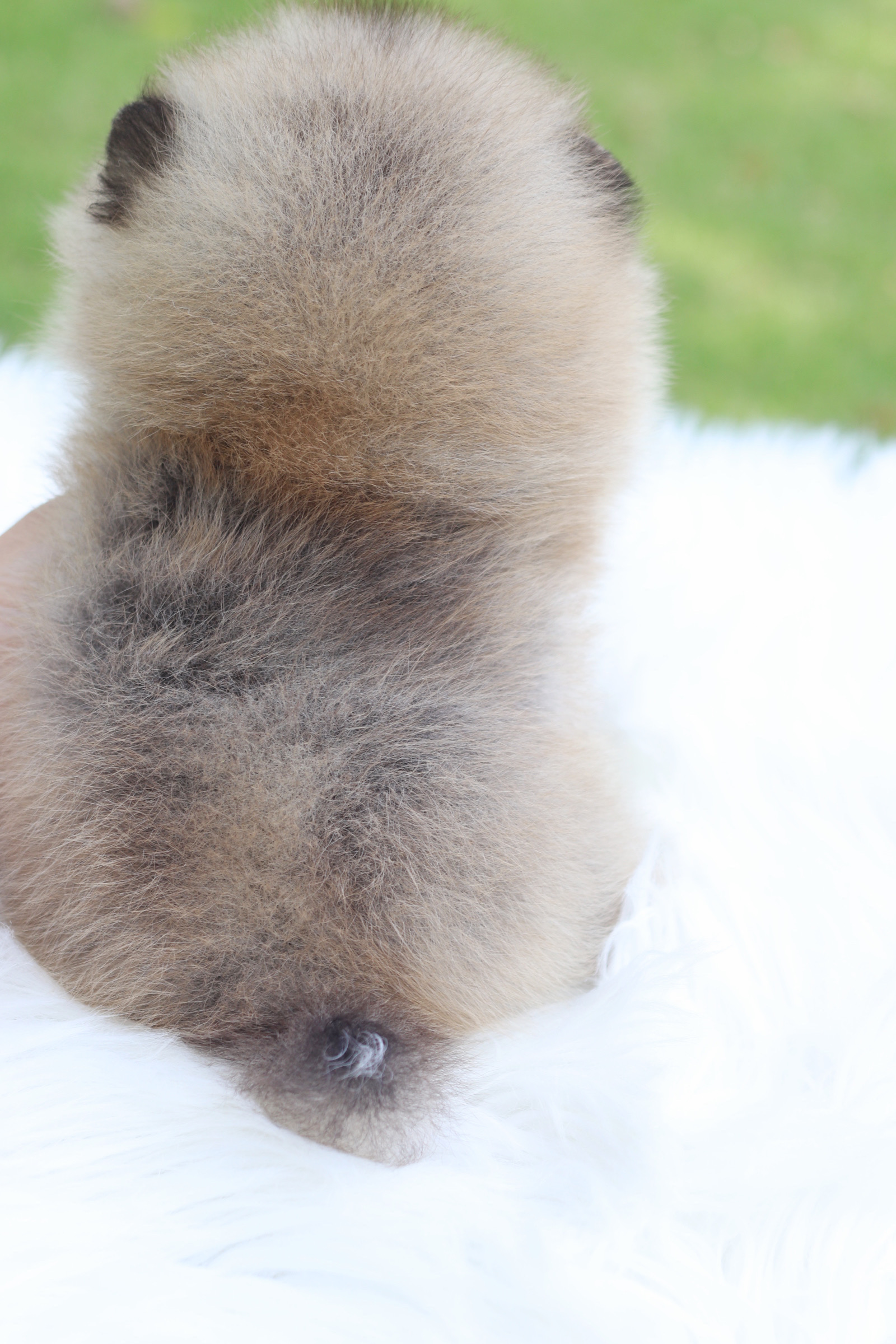 ปอมเมอเรเนียน เพศเมียสีส้ม เกรดโชว์