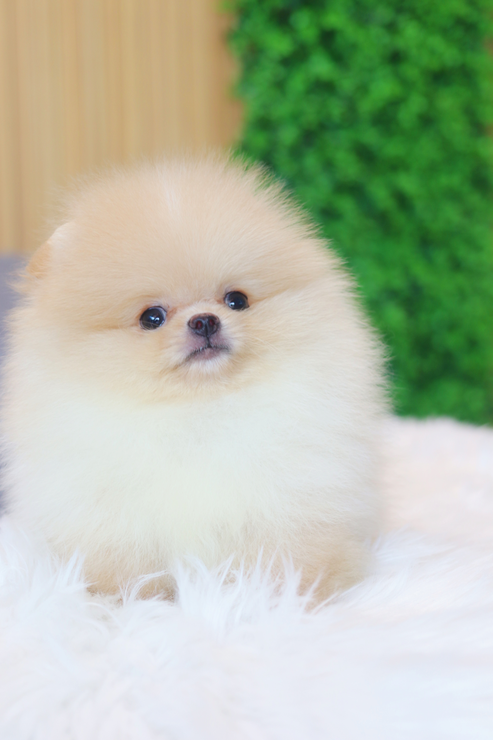 ปอมเมอเรเนียน เพศผู้สีครีม เกรดโชว์