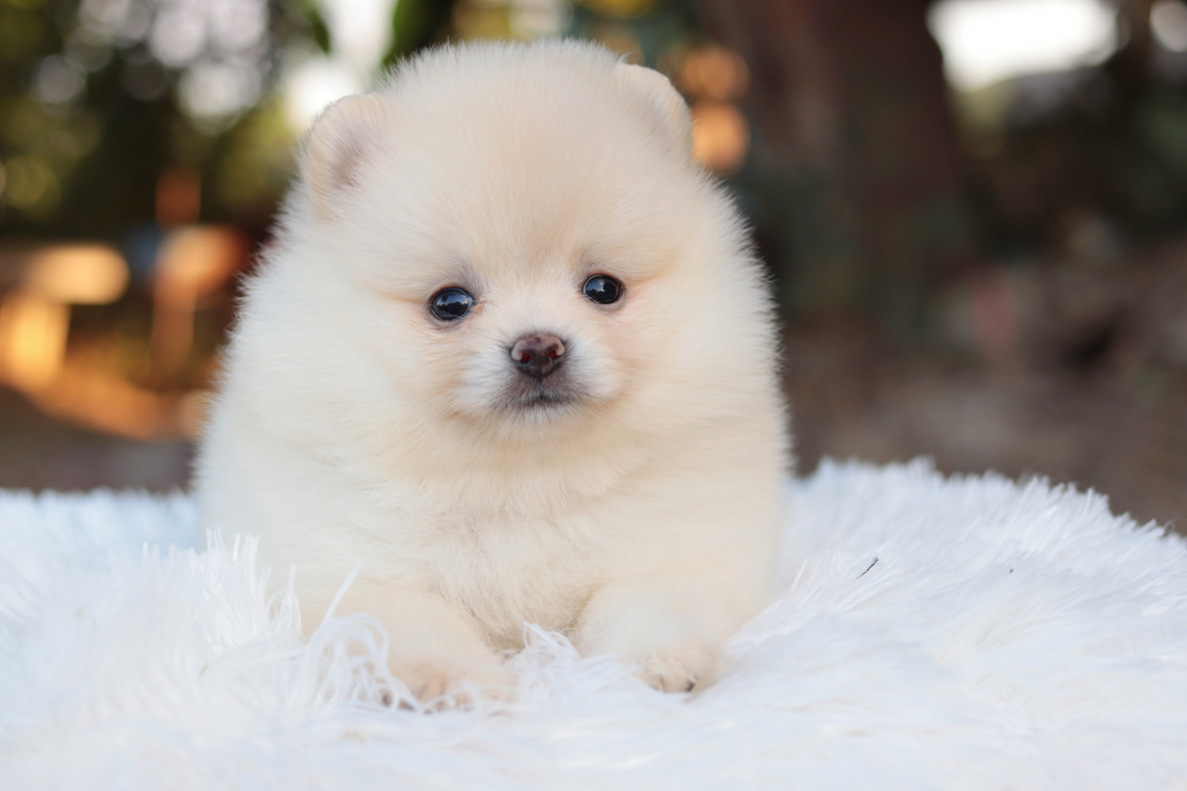 ปอมเมอเรเนียน เพศเมียสีขาวครีม