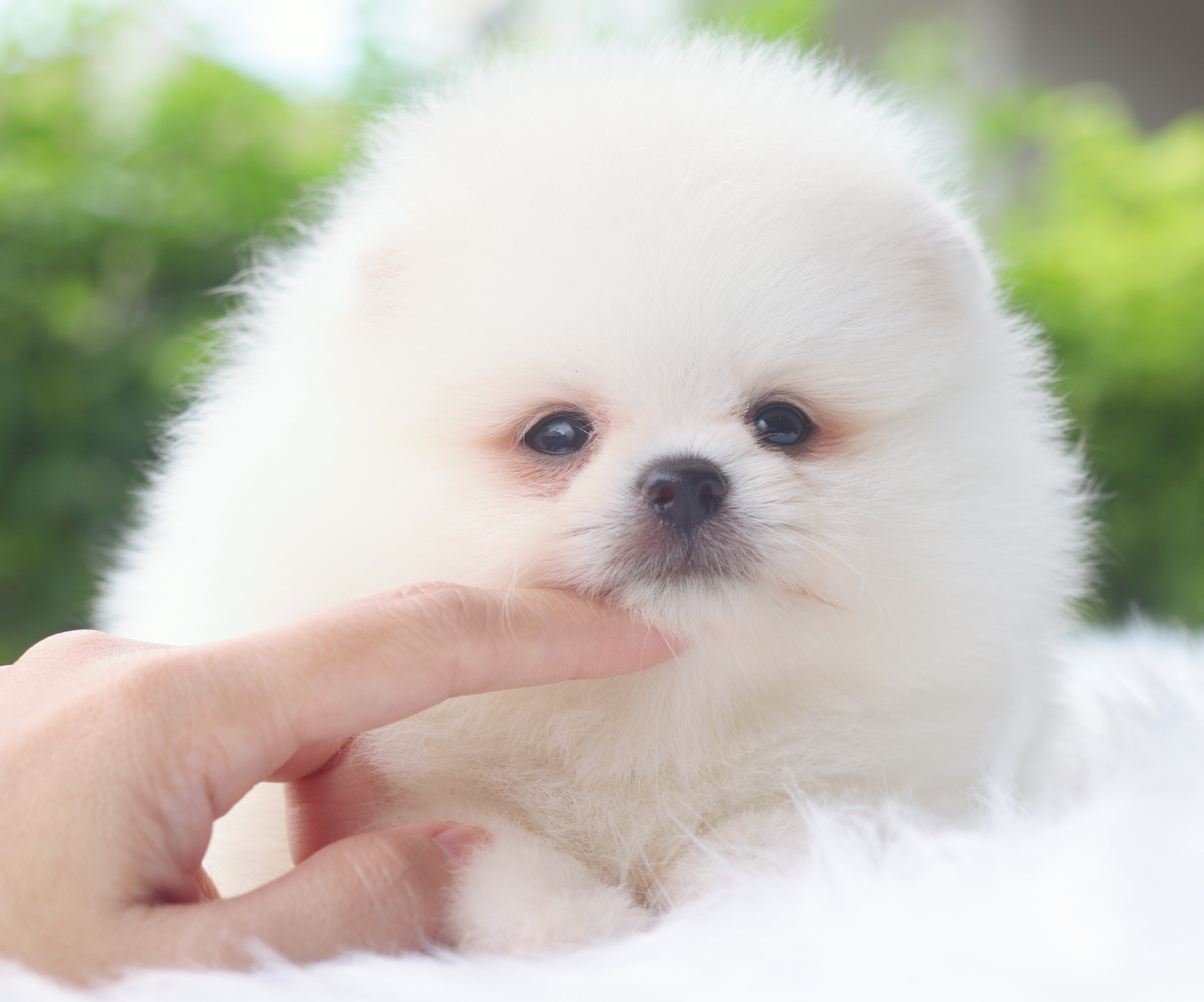 ปอมเมอเรเนียน เพศผู้ สีขาวครีมเกรดโชว์