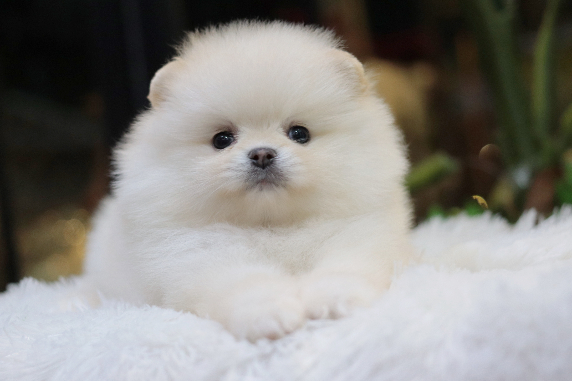 ปอมเมอเรเนียน เพศเมียเกรดโชว์