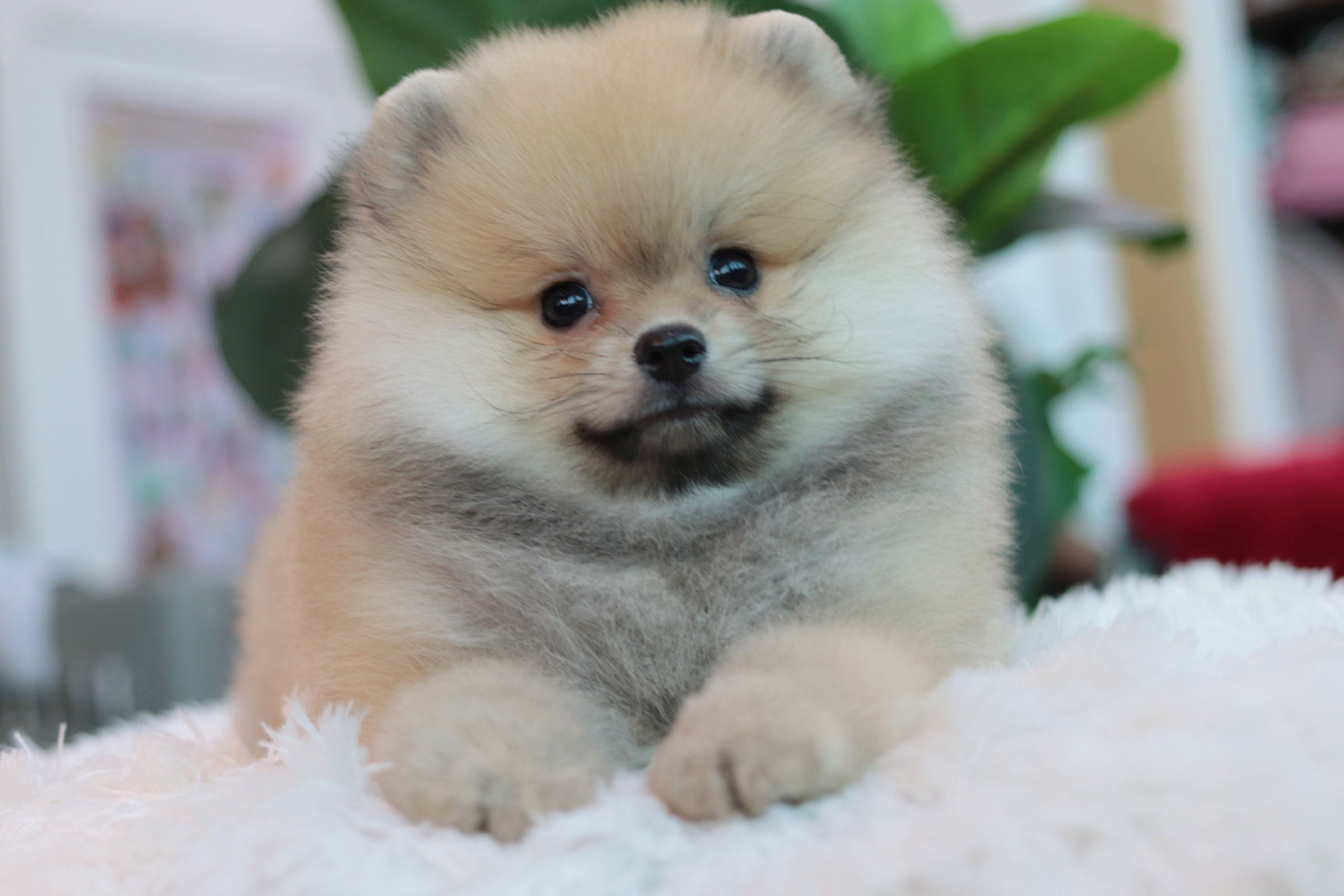 ปอมเมอเรเนียน เพศเมียสีส้ม