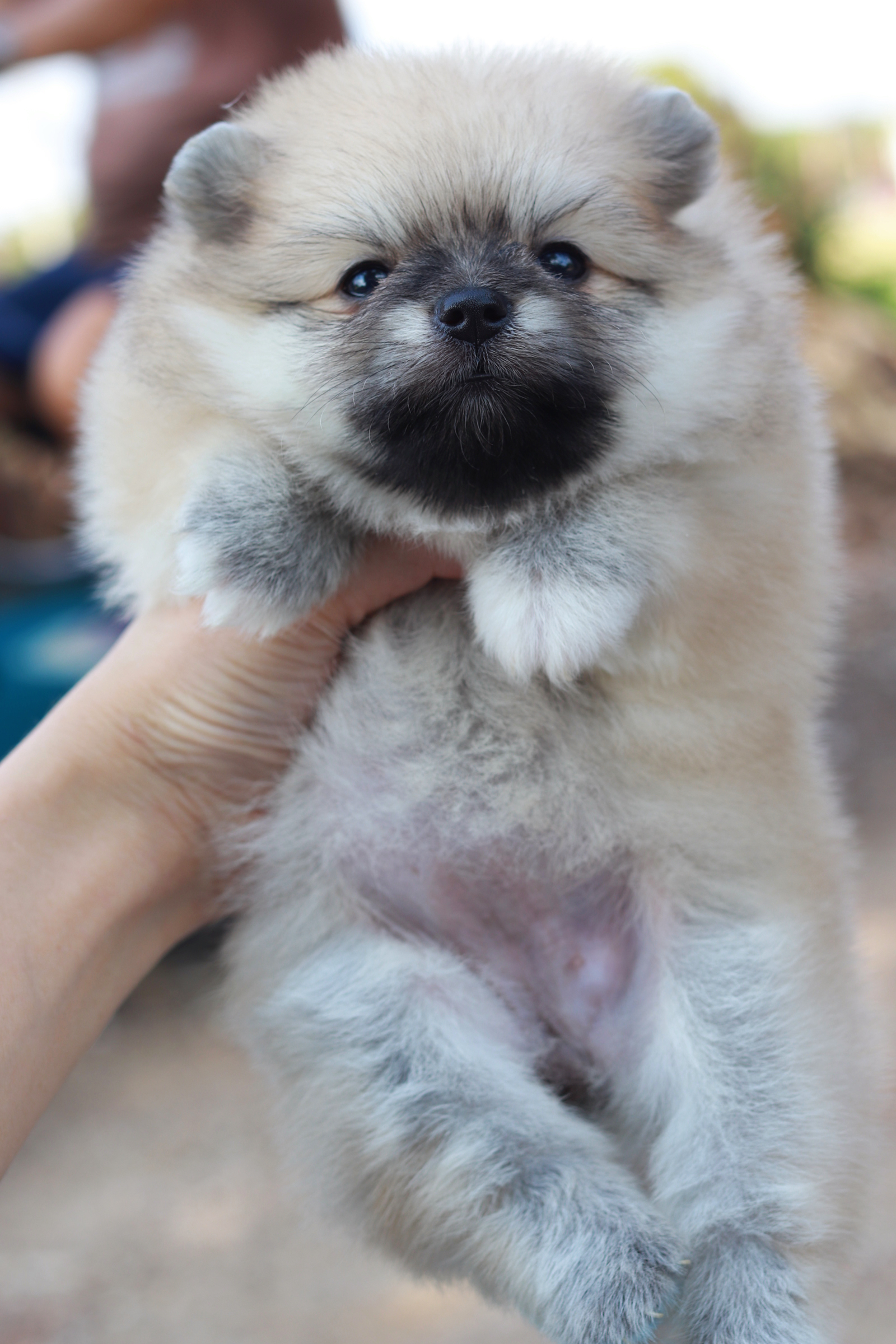 ปอมเมอเรเนียน เพศเมีย