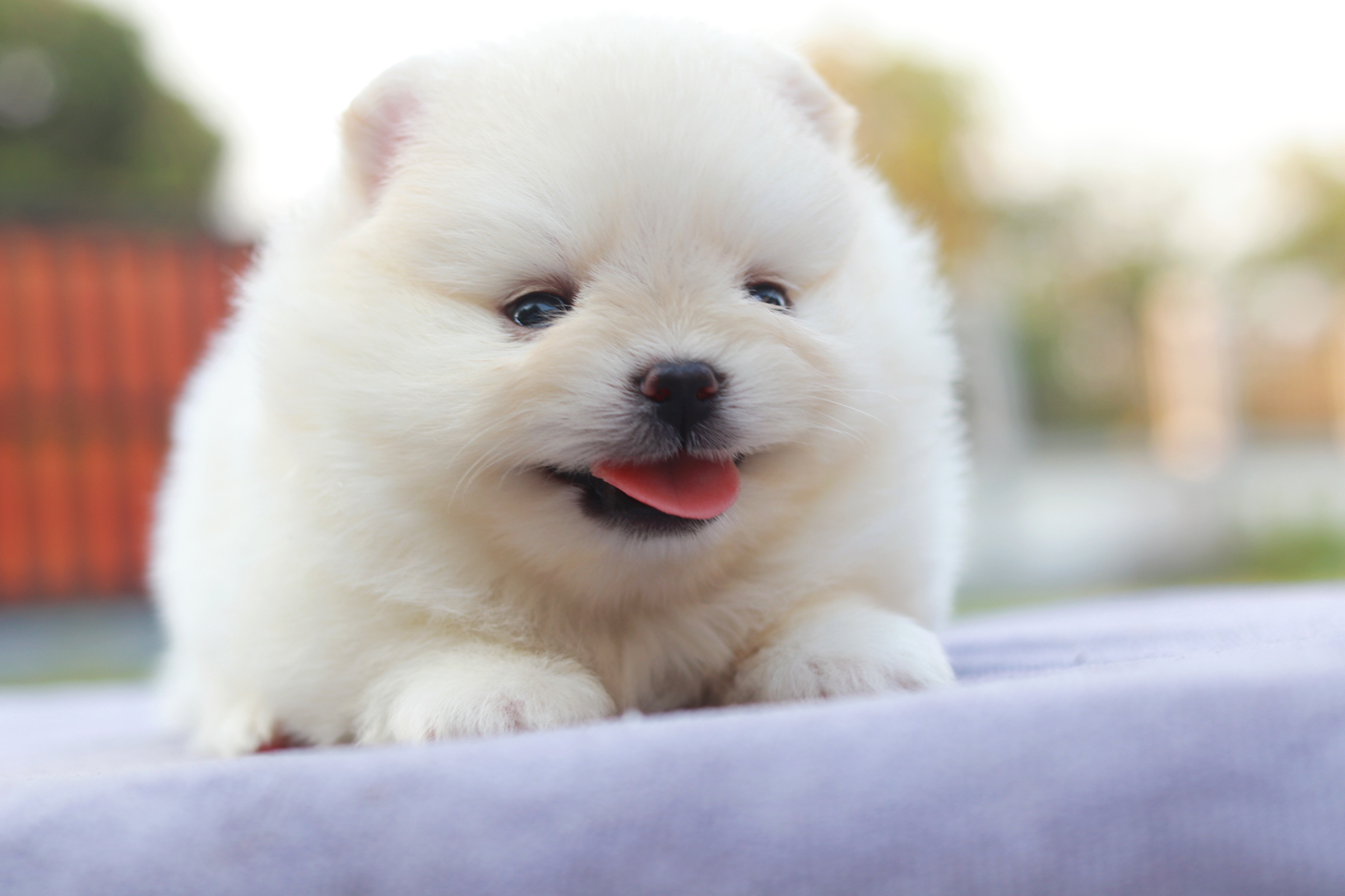 ปอมเมอเรเนียน เพศผู้ สุดหล่อขนแน่นหน้าสั้น