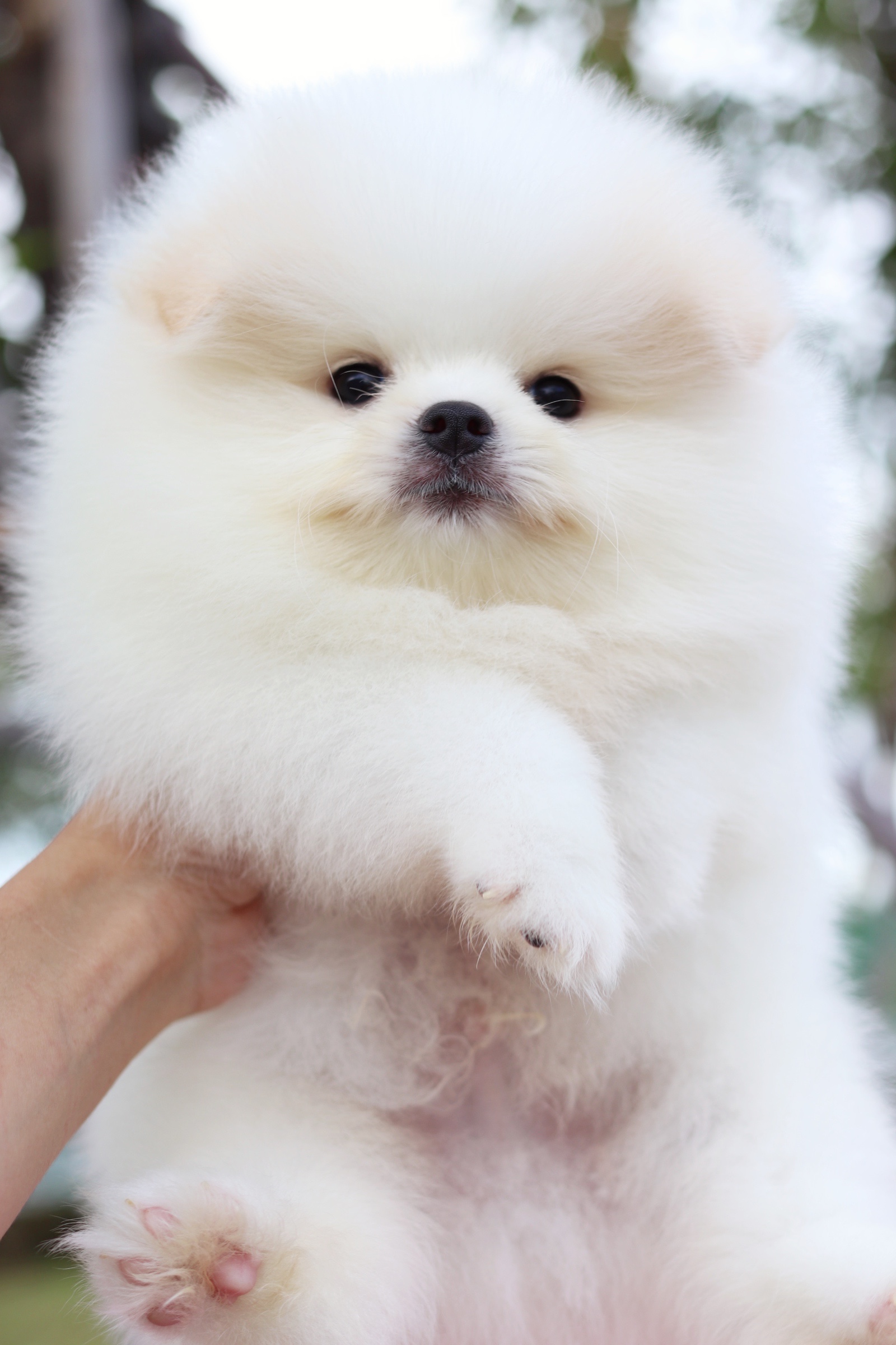 ปอมเมอเรเนียน เพศผู้ เกรดโชว์ สีขาวครีม