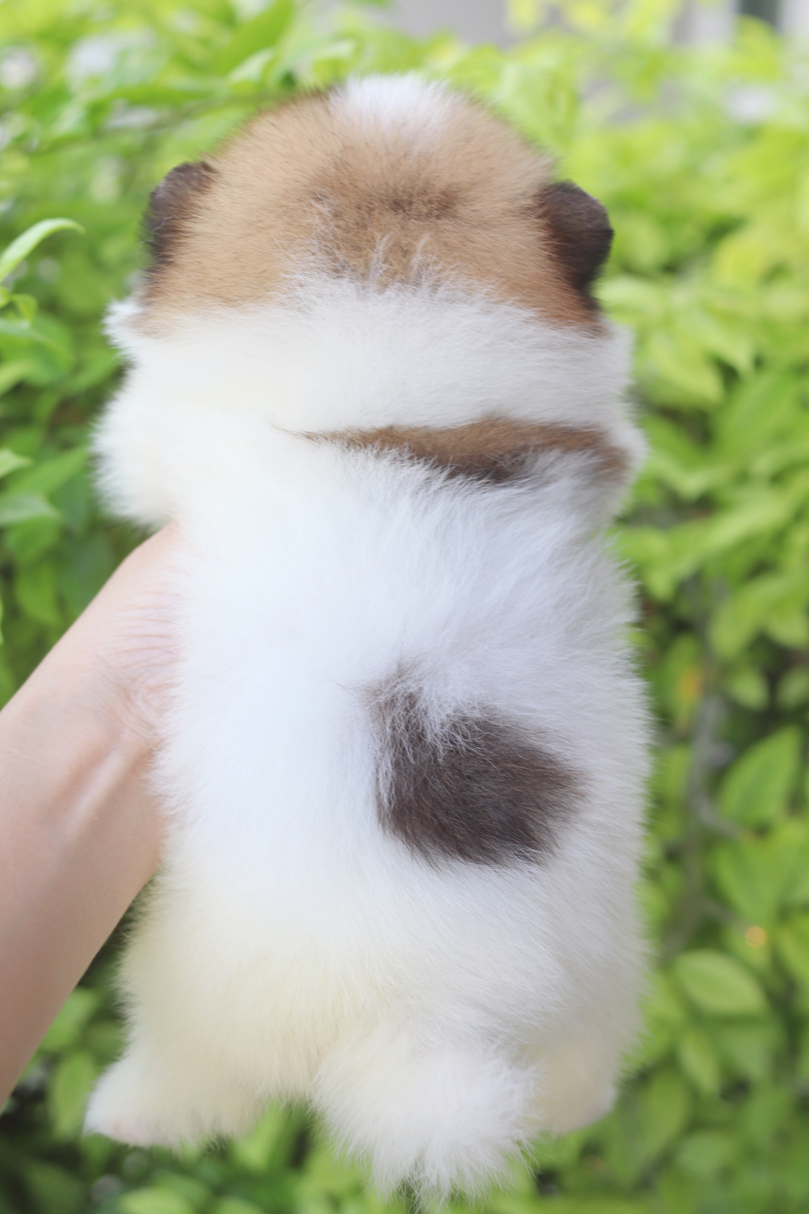 ปอมเมอเรเนียน เพศเมียแฟนซี