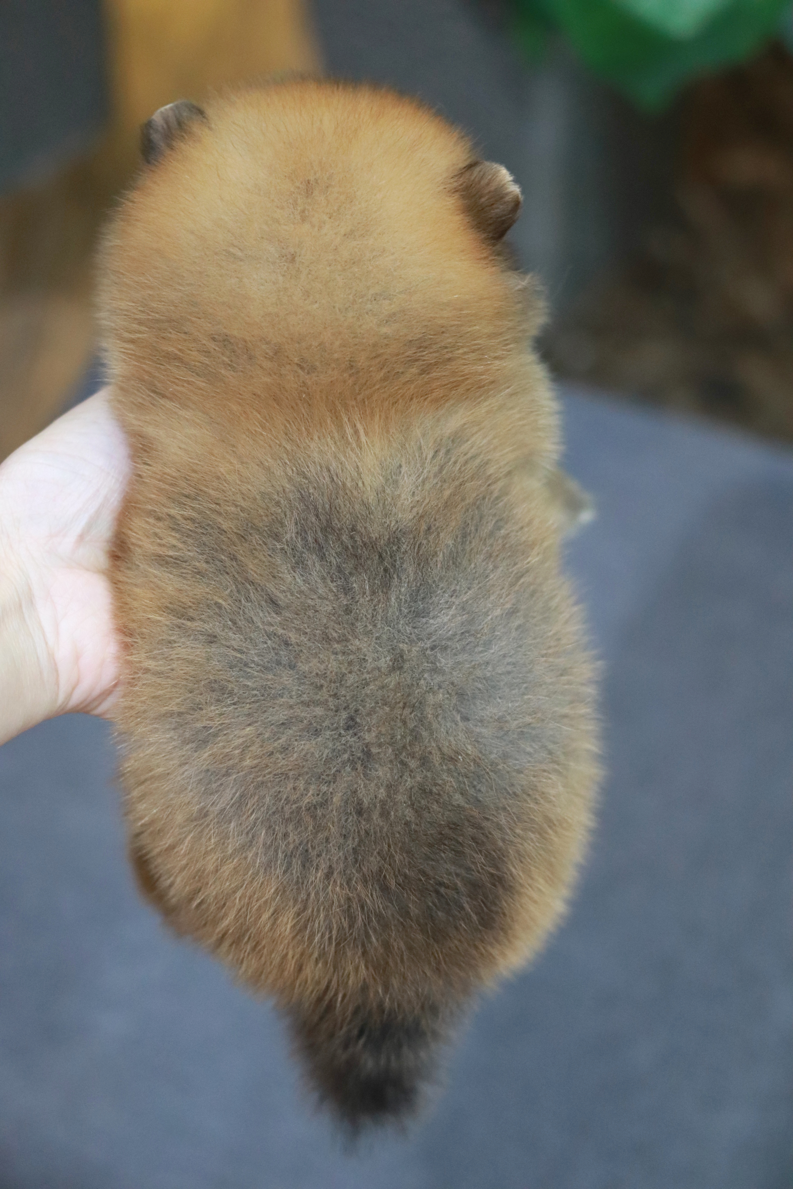 ปอมเมอเรเนียน เพศผู้