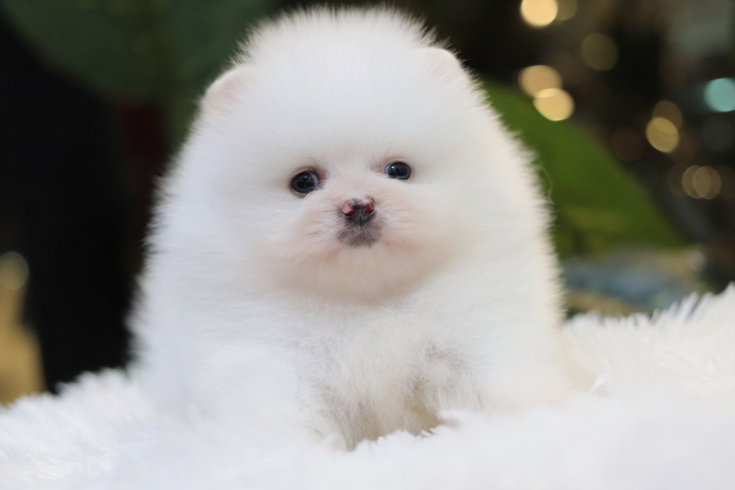 ปอมเมอเรเนียน เพศผู้ สีขาว หน้าตุ๊กตา