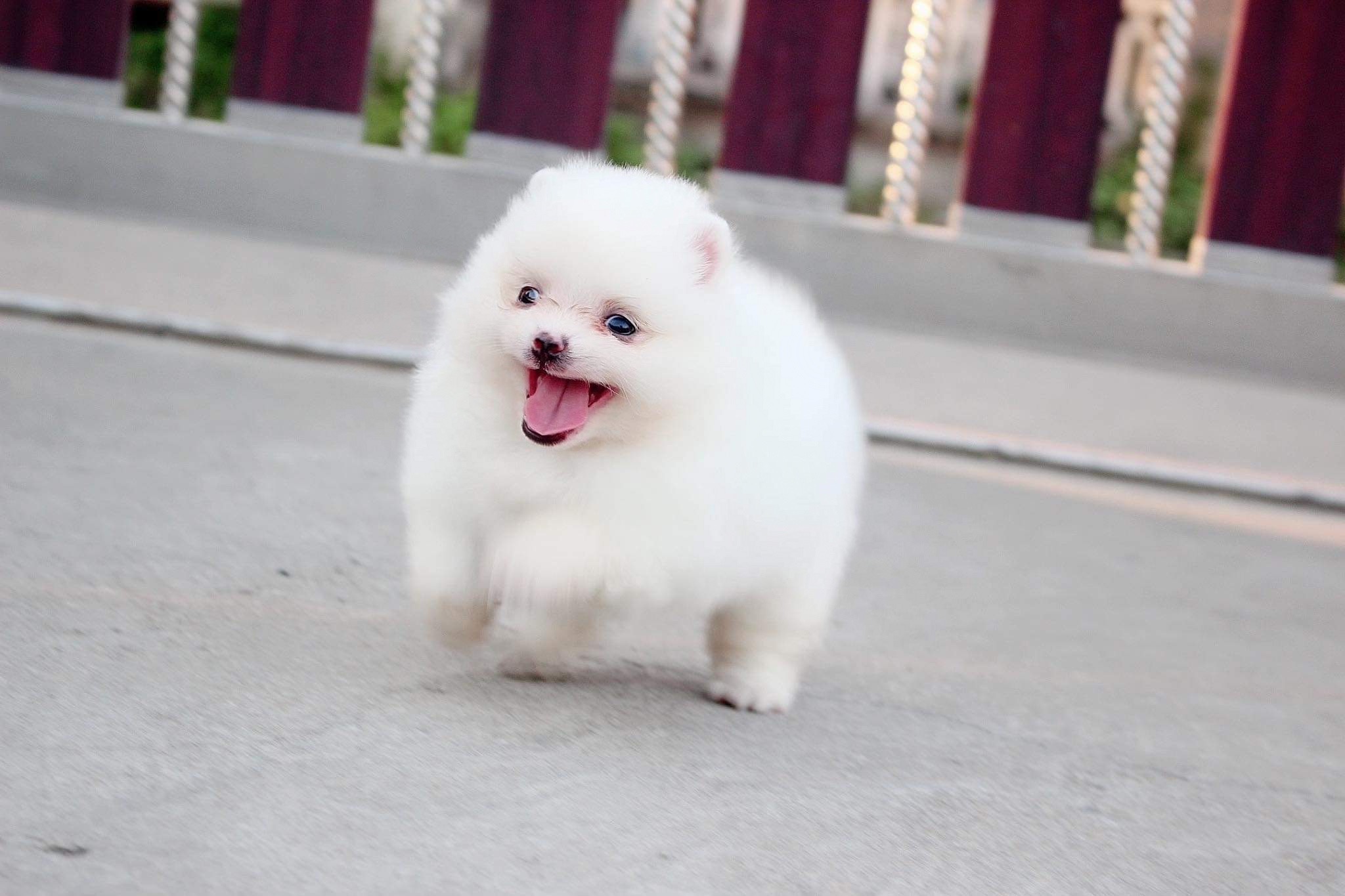 ปอมเมอเรเนียน เพศเมีย สีขาว