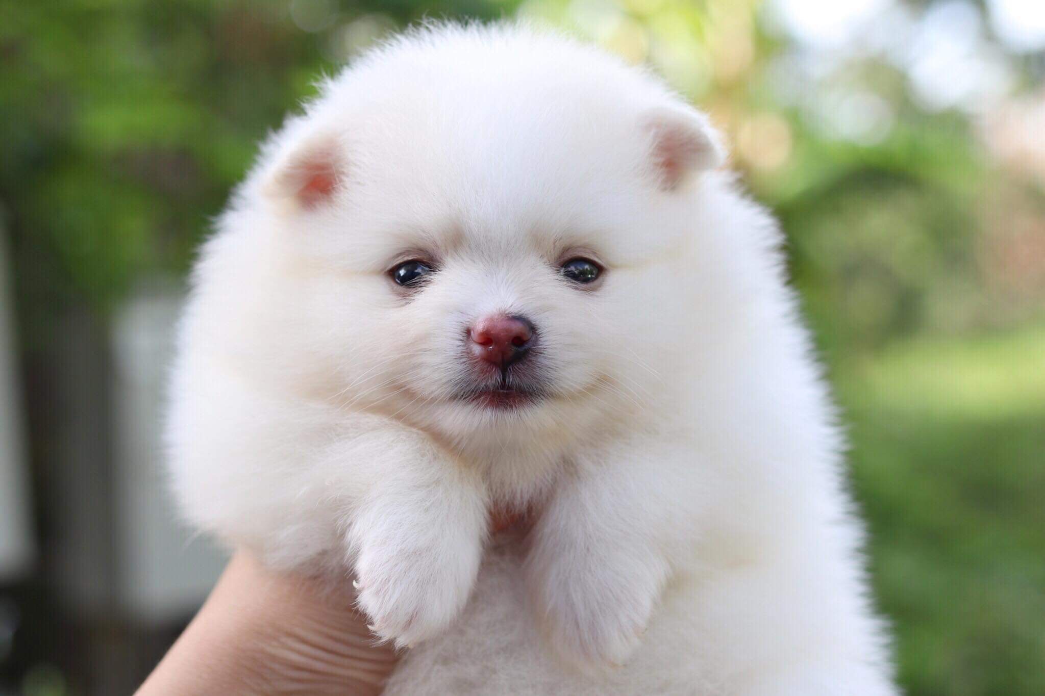 ปอมเมอเรเนียน เพศเมีย