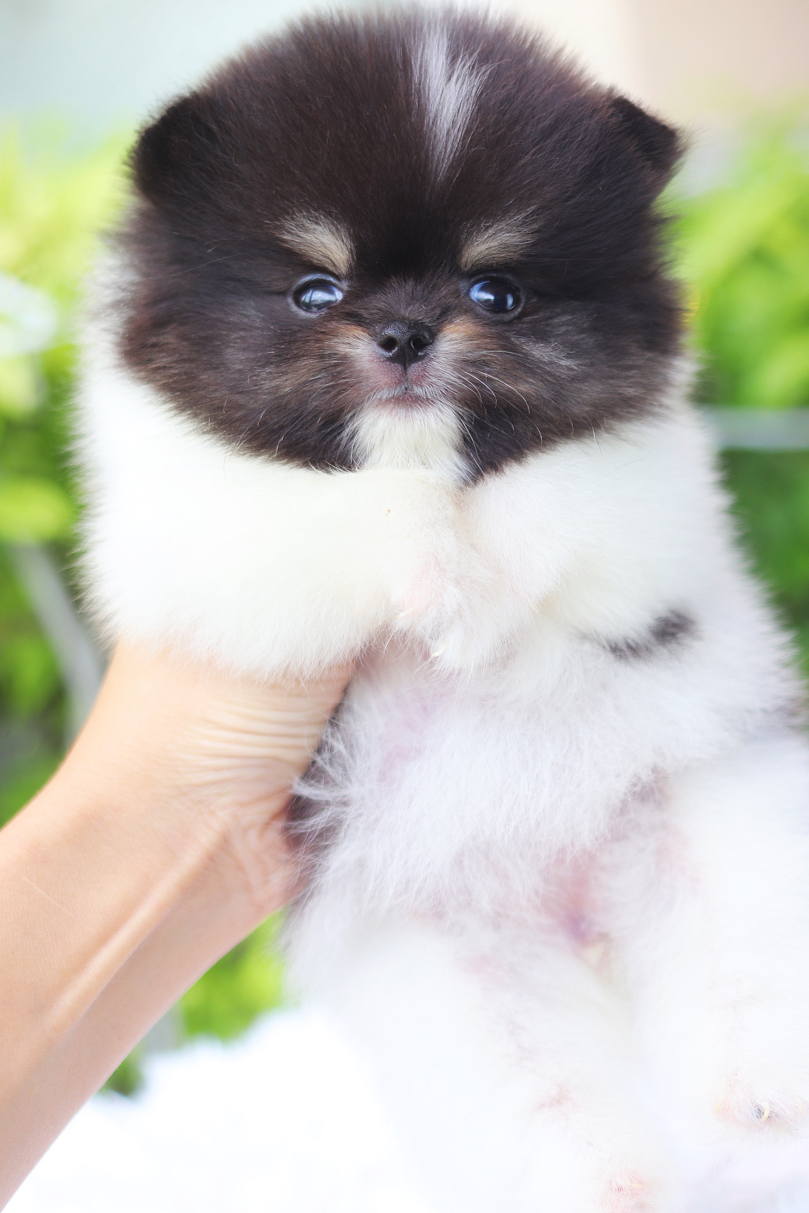 ปอมเมอเรเนียน เพศเมียสีแฟนซีแพนด้า