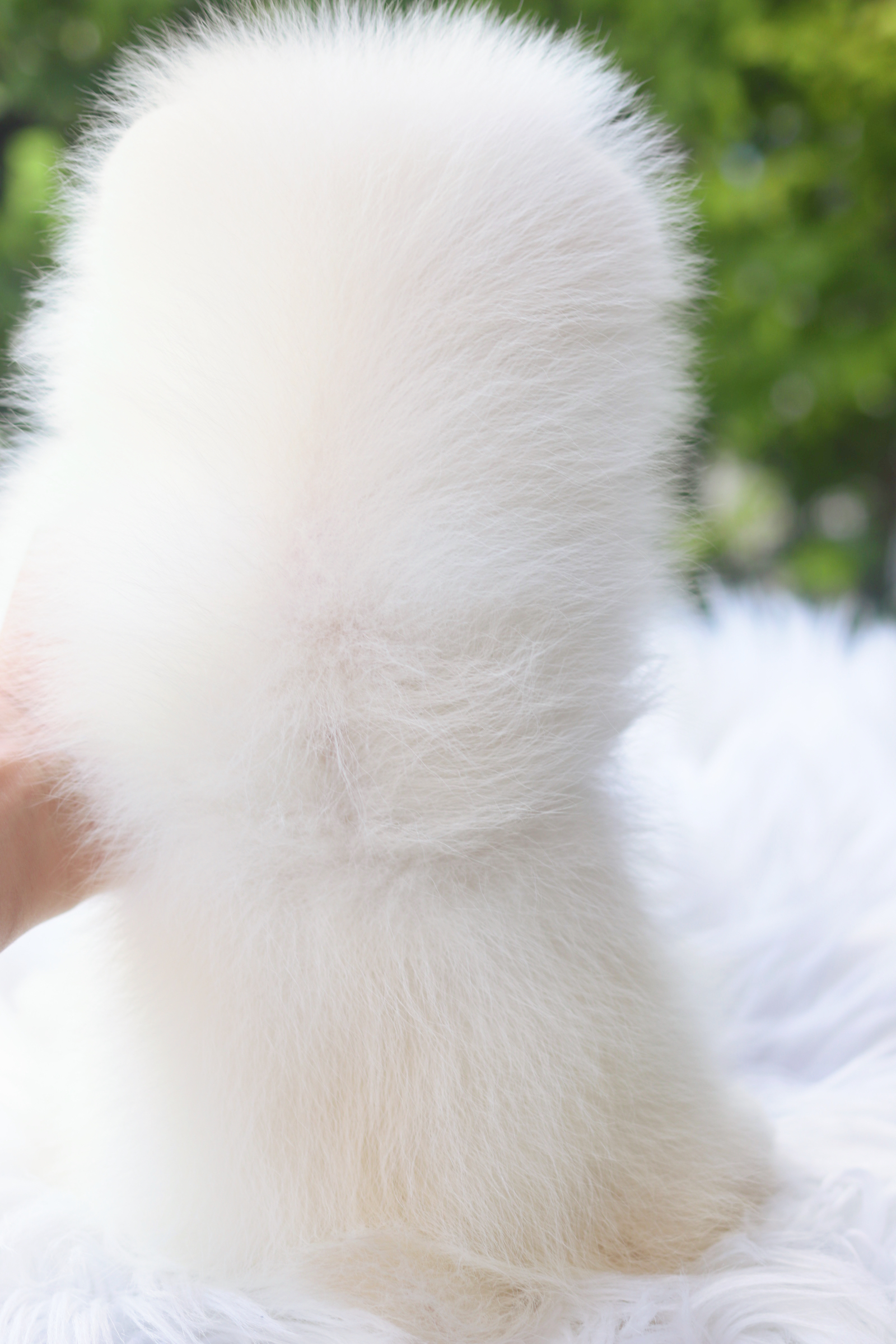 ปอมเมอเรเนียน เพศเมียสีขาวครีม