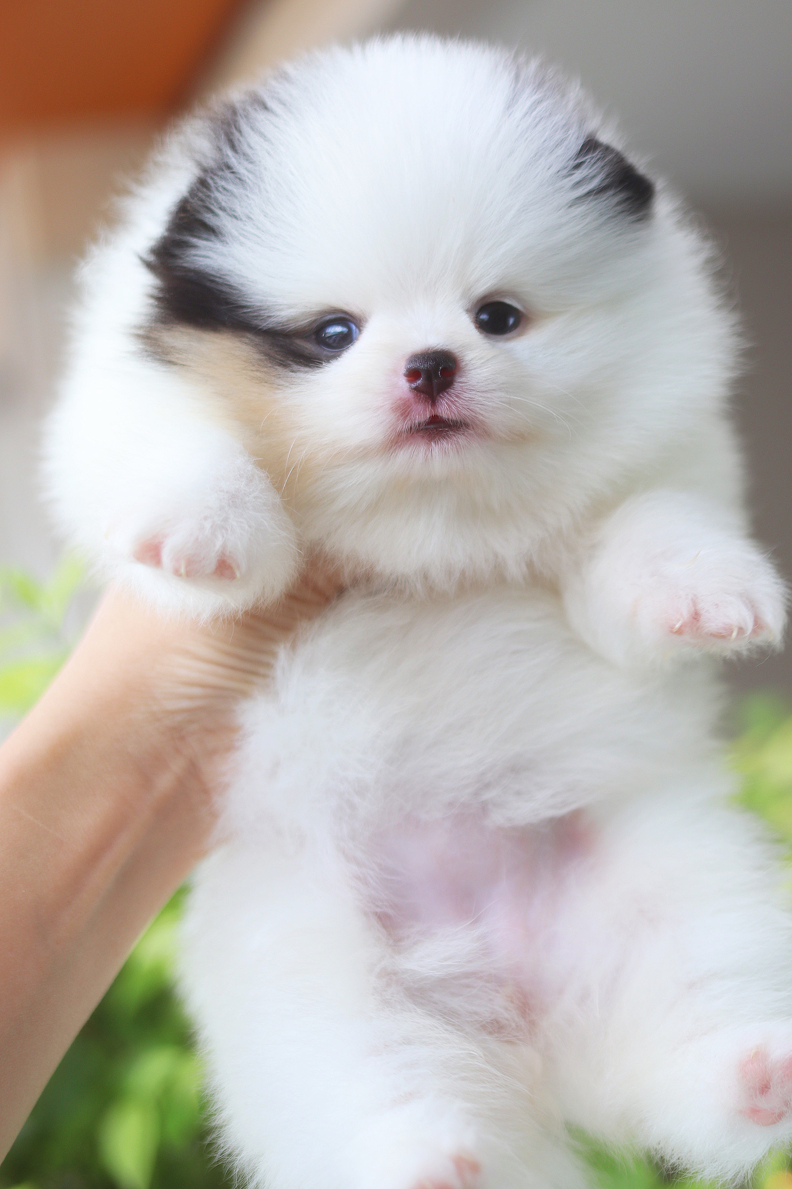 ปอมเมอเรเนียน เพศเมียสีแฟนซีแพนด้าเกรดโชว์