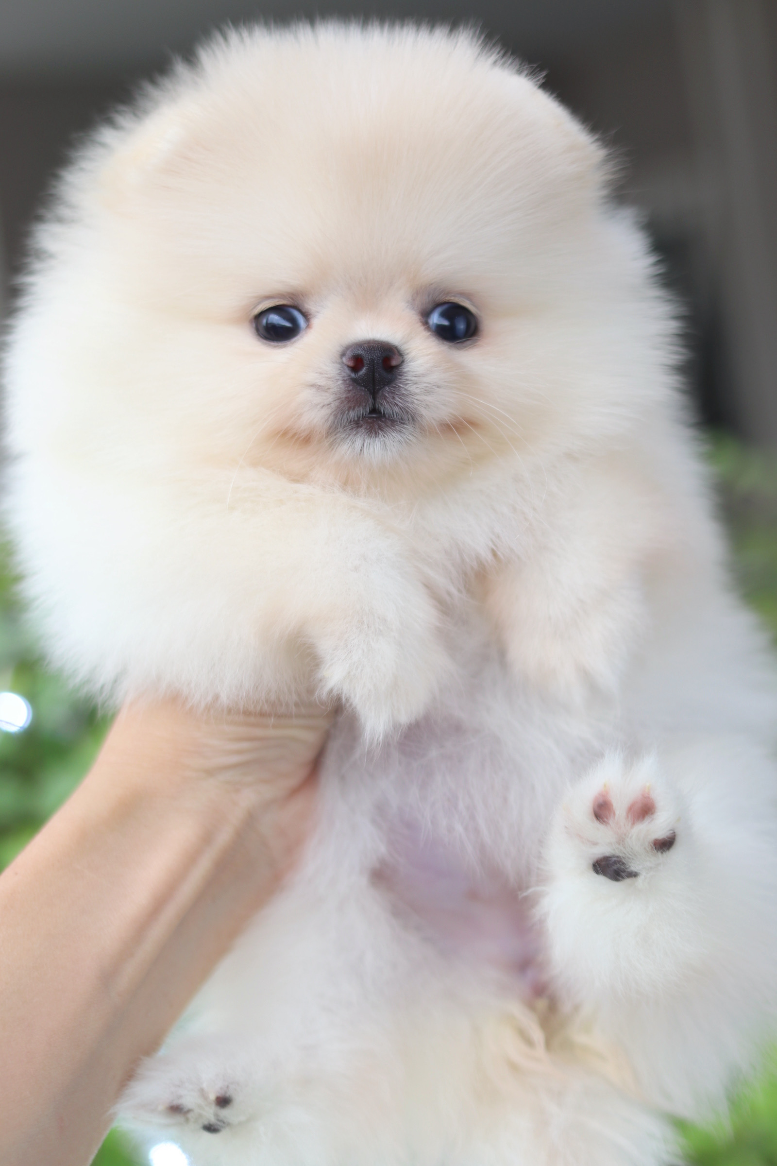 ปอมเมอเรเนียน เพศเมียสีขาวครีม เกรดโชว์