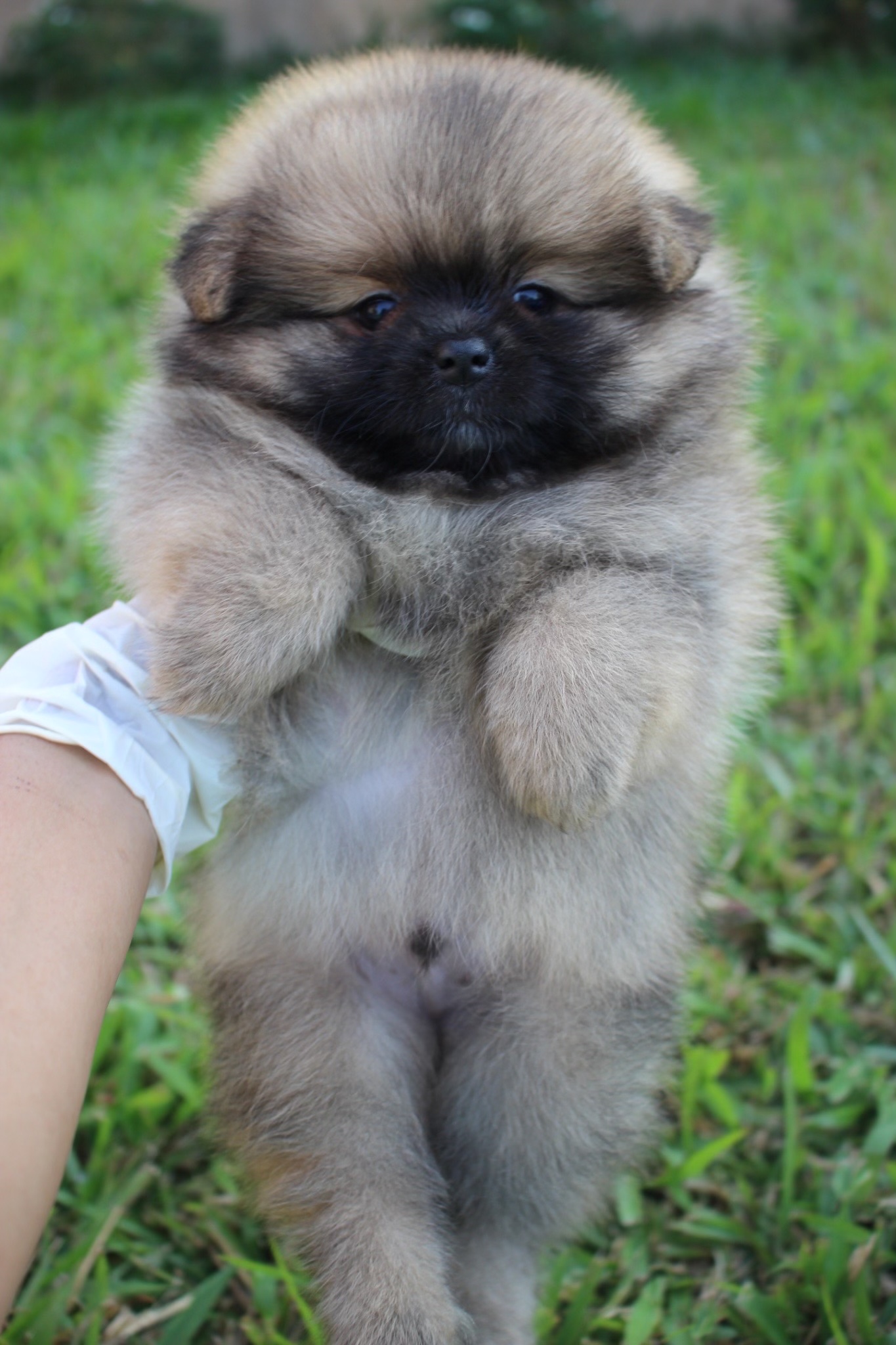 ปอมเมอเรเนียน เพศผู้ สีส้ม ขนแน่น