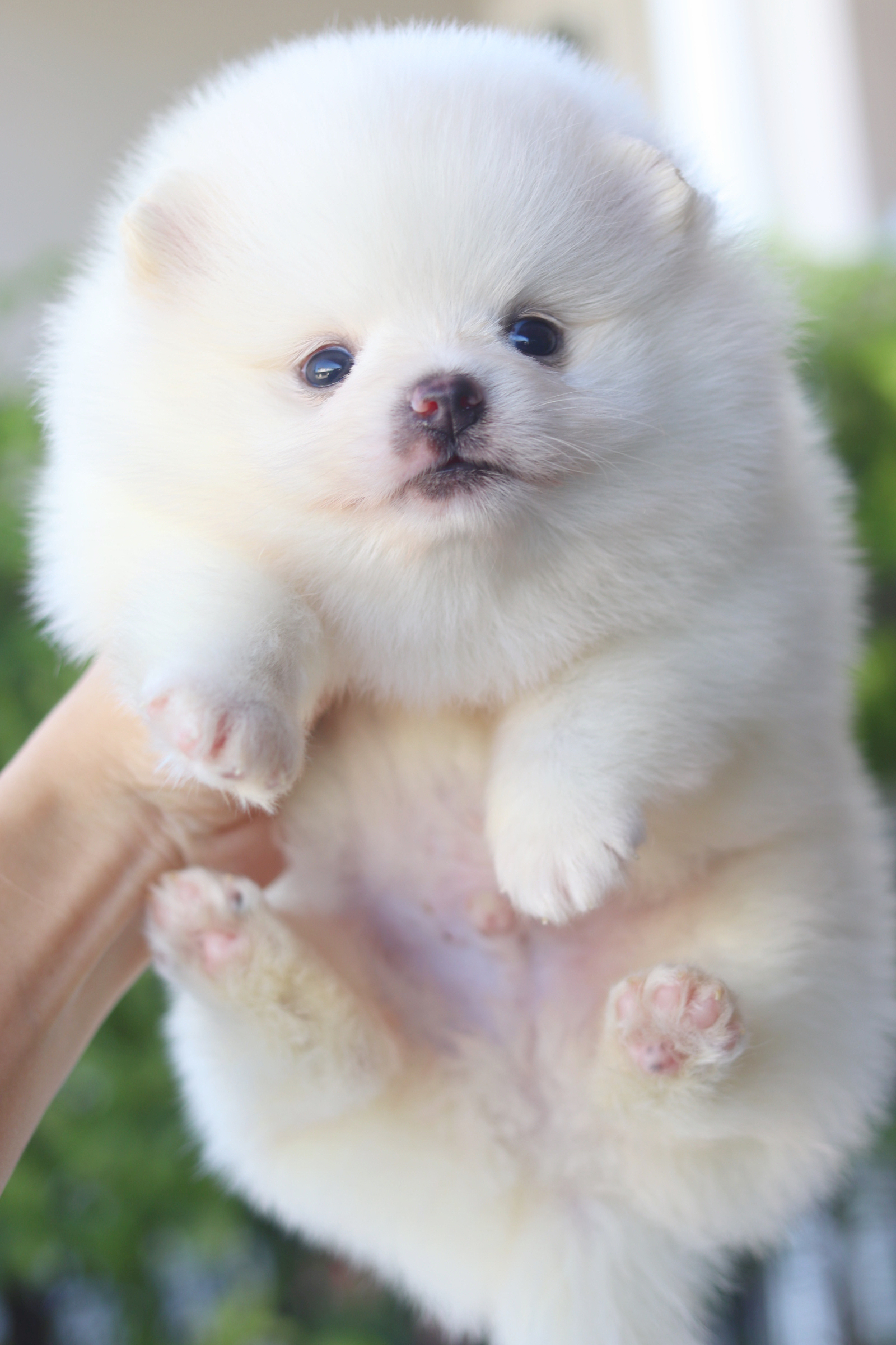 ปอมเมอเรเนียน เพศผู้สีขาวครีม