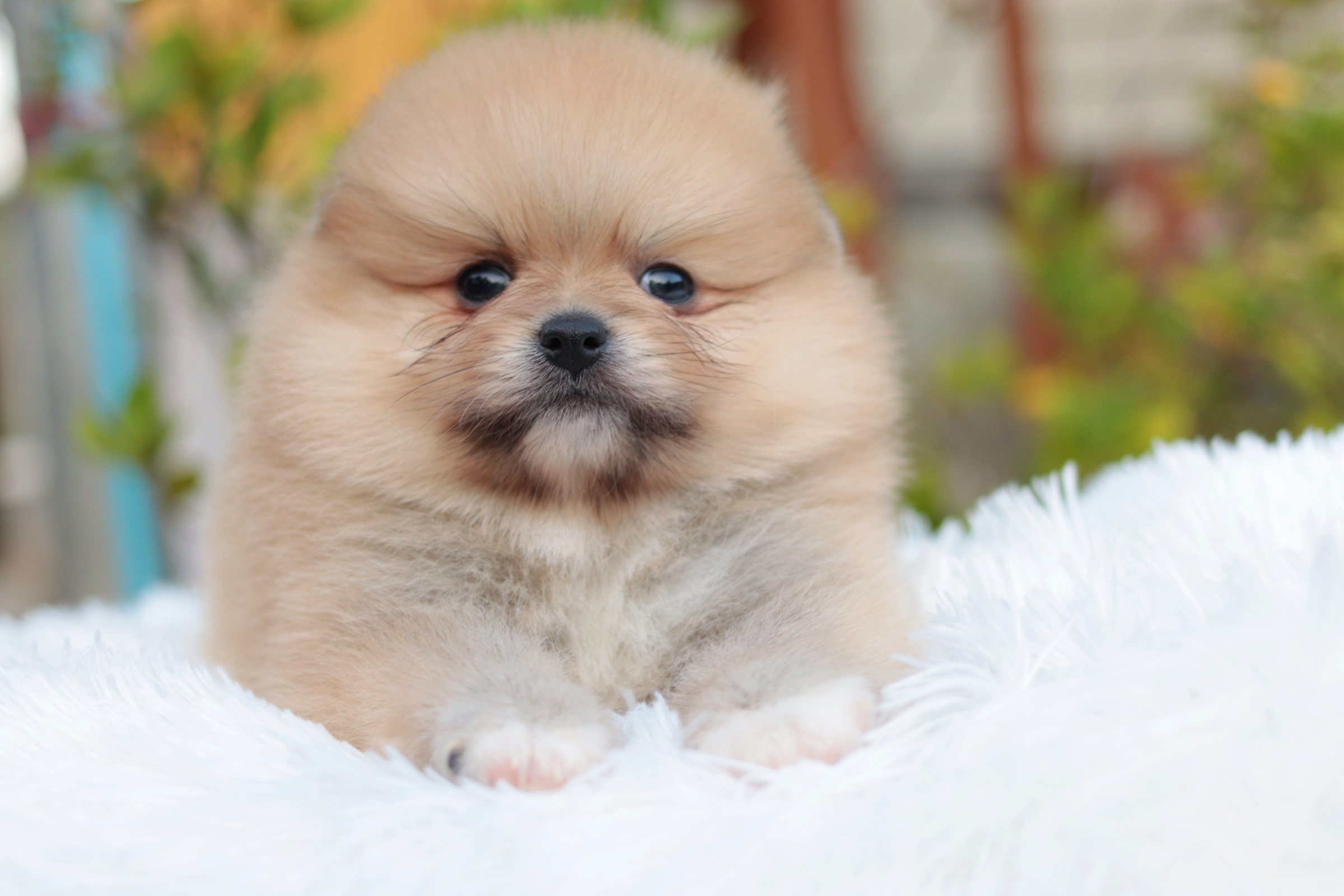 ปอมเมอเรเนียน เพศผู้ สีส้มขนแน่นๆ