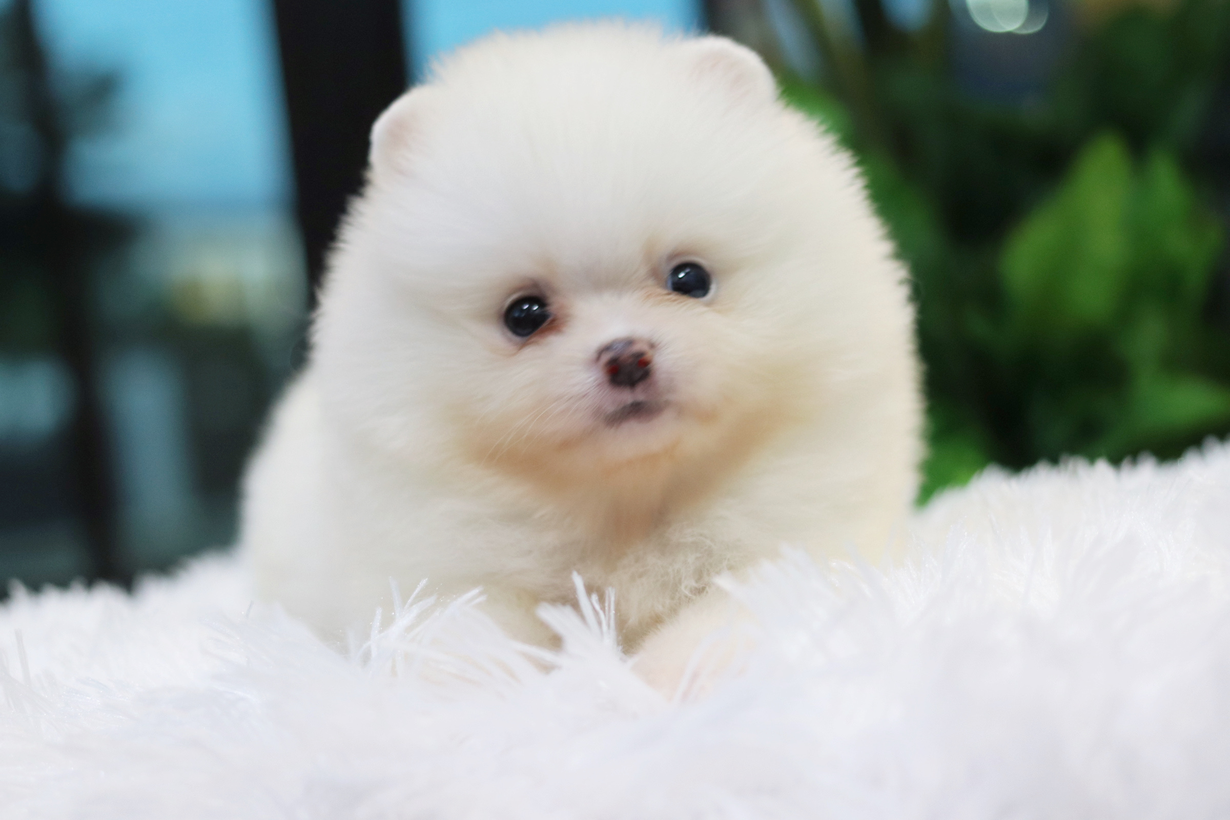 ปอมเมอเรเนียน เพศผู้ สีขาวครีม