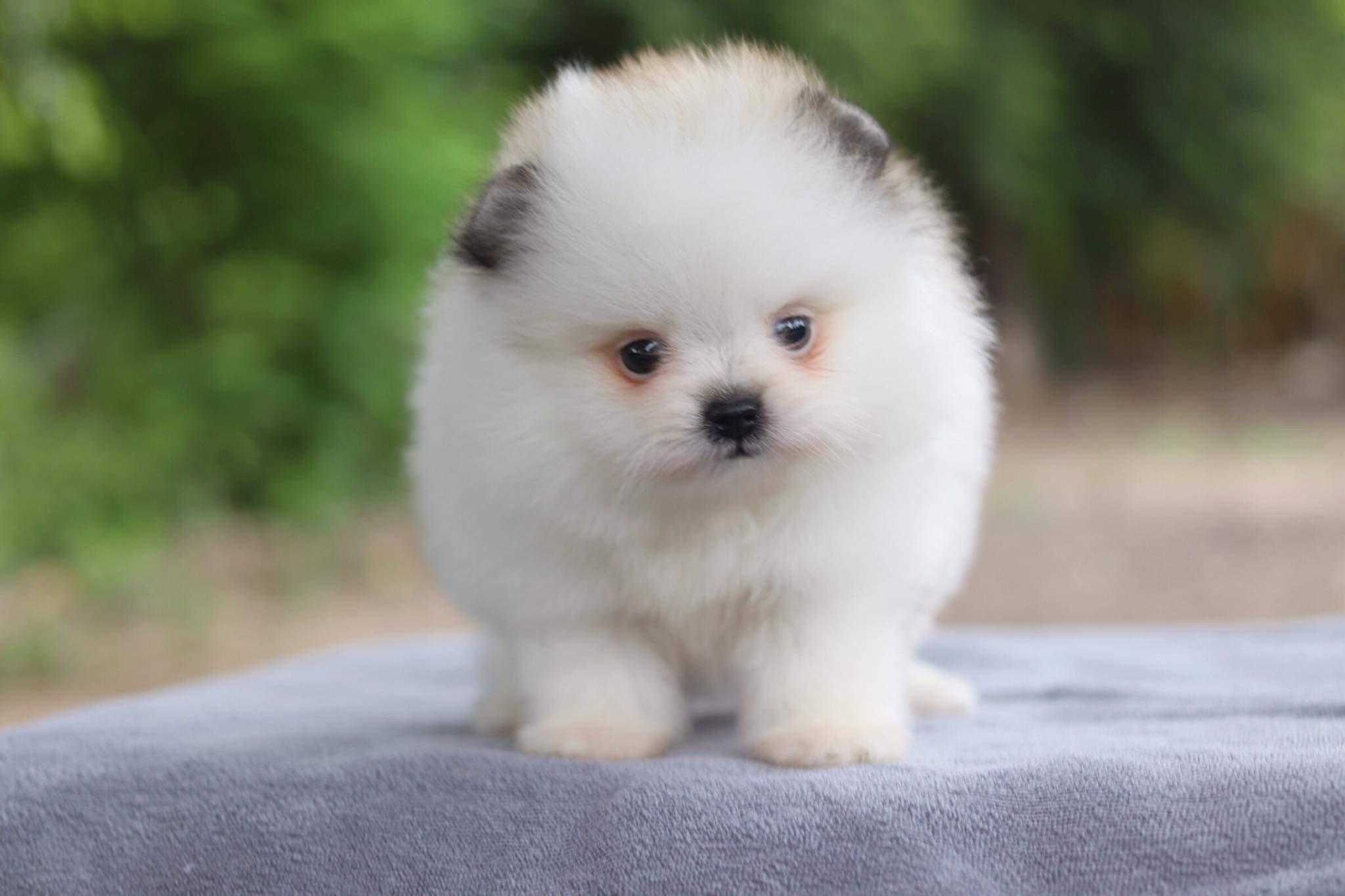 ปอมเมอเรเนียน เพศเมีย