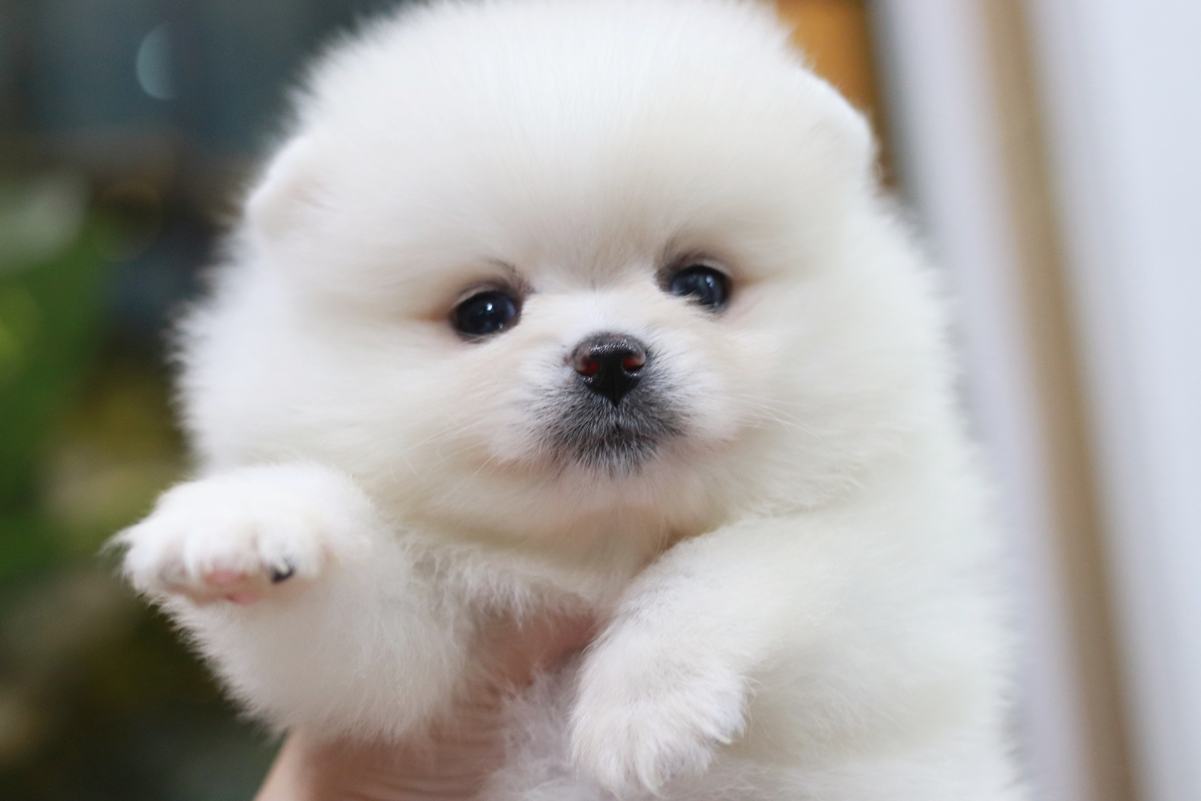 ปอมเมอเรเนียน เพศผู้