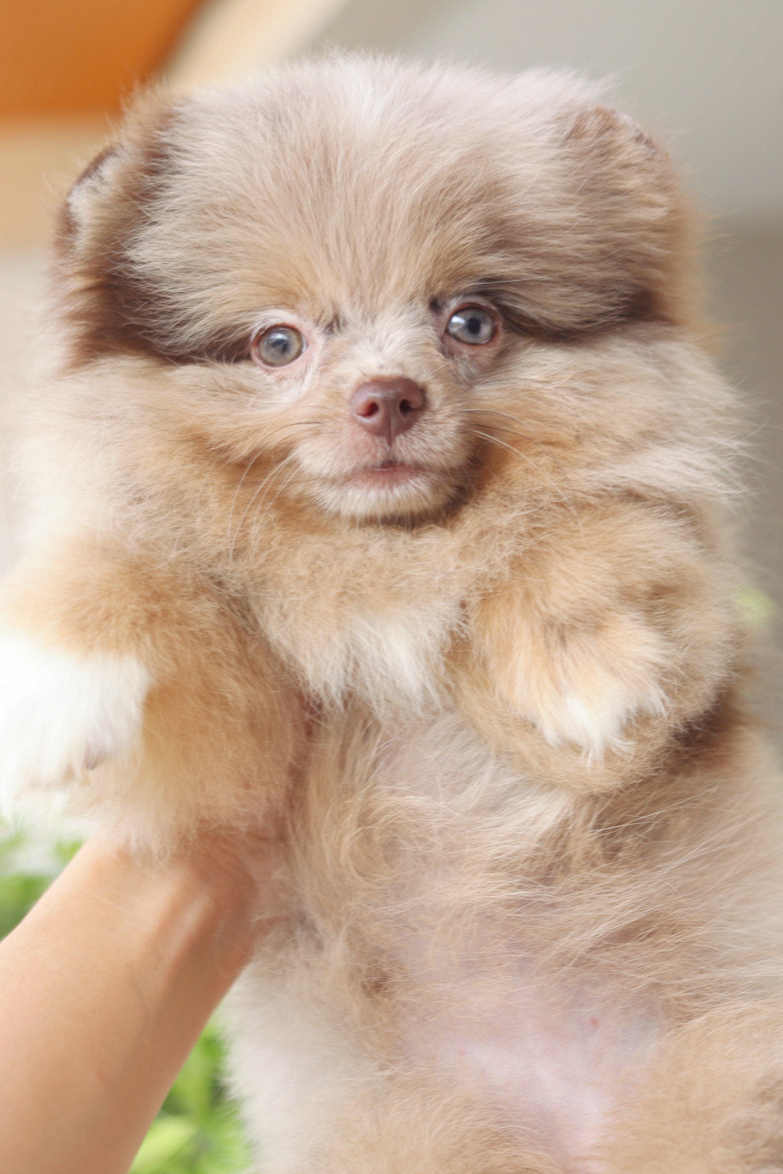 ปอมเมอเรเนียน เพศเมียสีเมอร์เร่